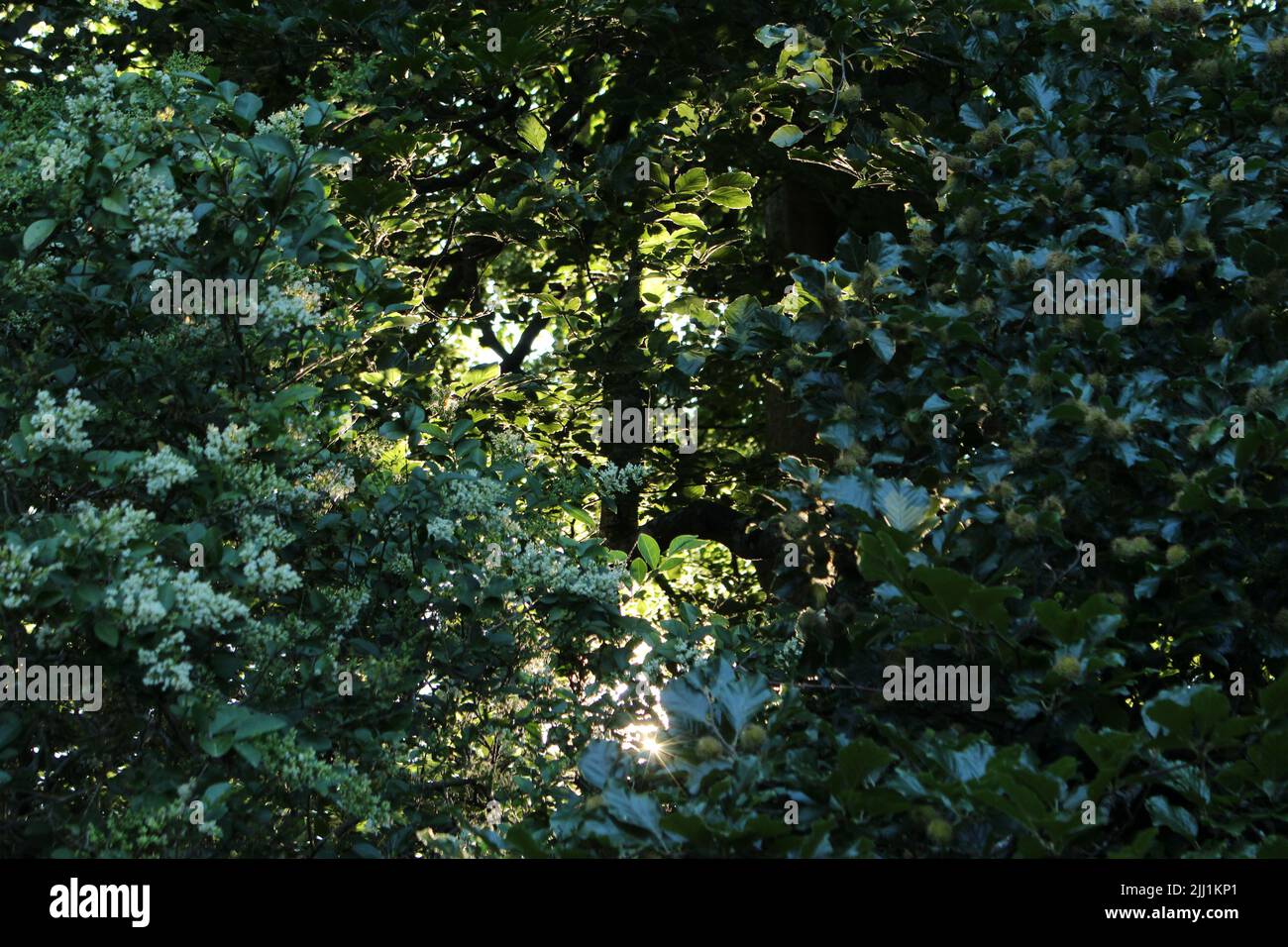 Die Sonne sieht bei Sonnenaufgang in der Beyes durch die üppige Waldvegetation, Sidmouth, Devon, natürlicher Hintergrund, ruhige Tapete Stockfoto