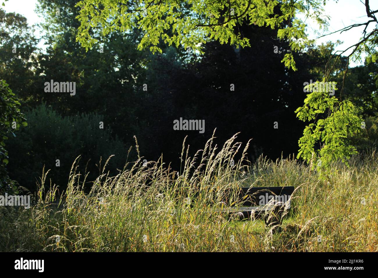 Holzbank auf einer Wiese bei Sonnenuntergang Stockfoto