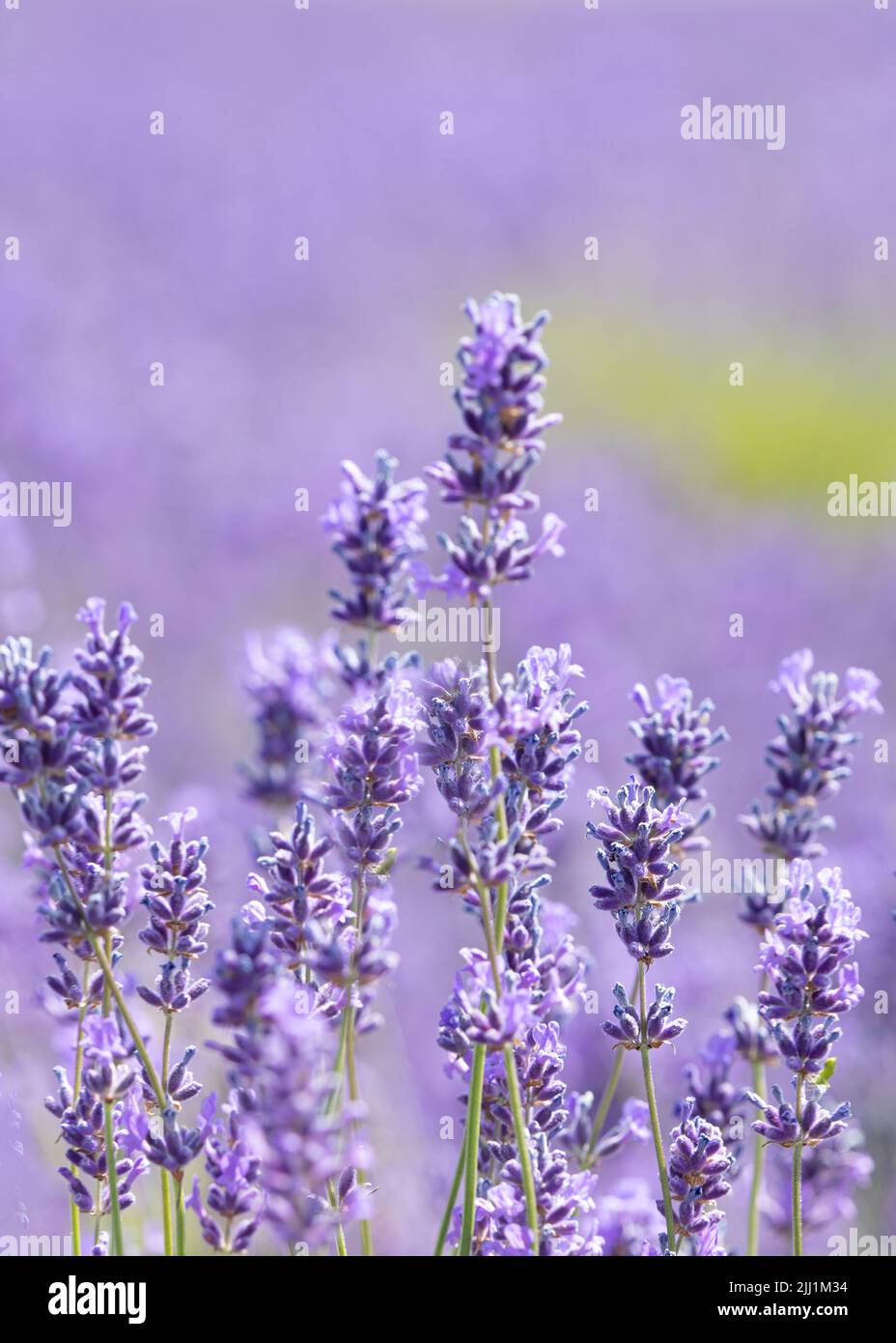 Lavendel in voller Blüte auf der Cotswolds Lavendel Farm in Snowshill im Herzen der Landschaft von Worcestershire. Stockfoto