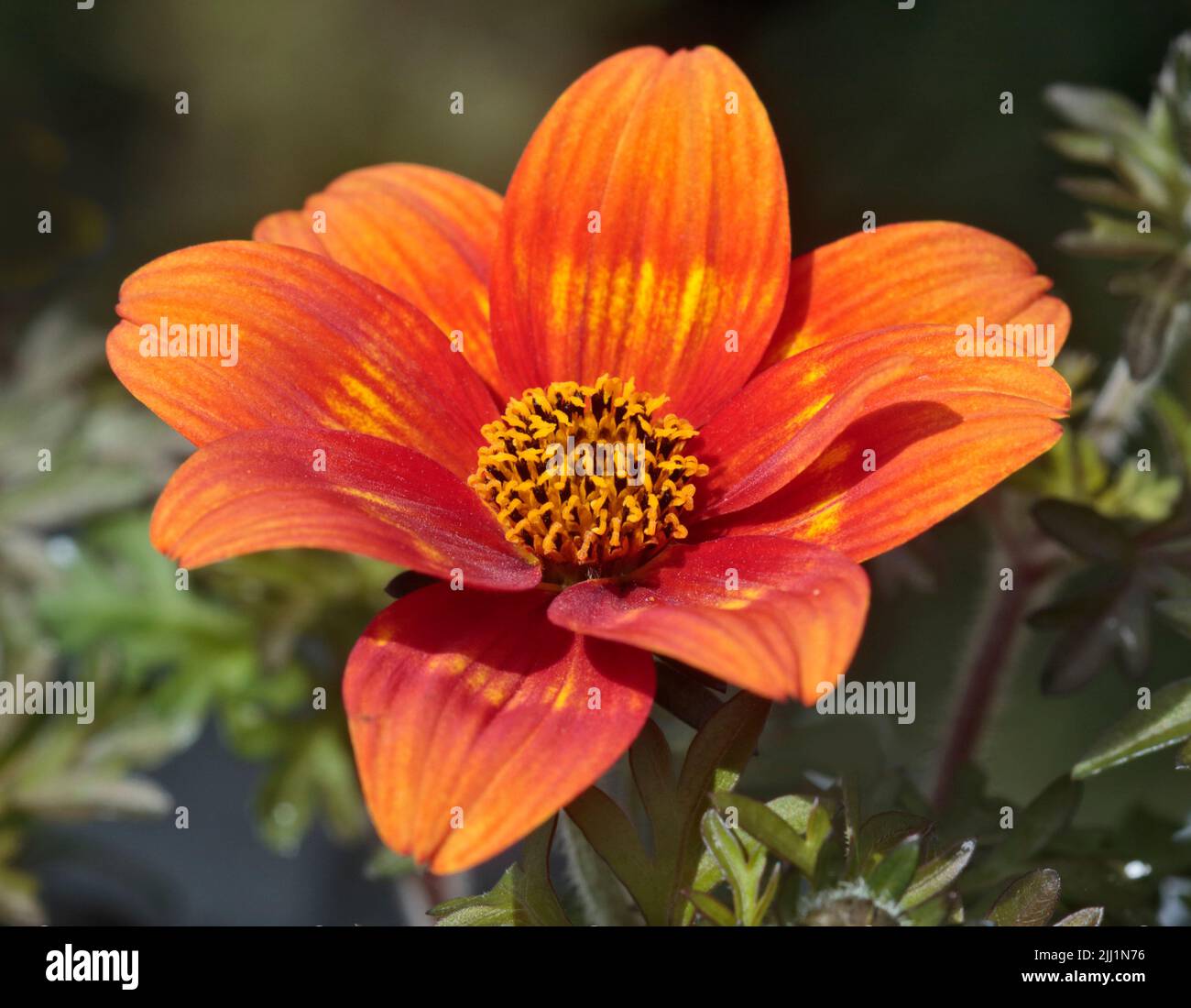 Bidens Inferno Stockfoto
