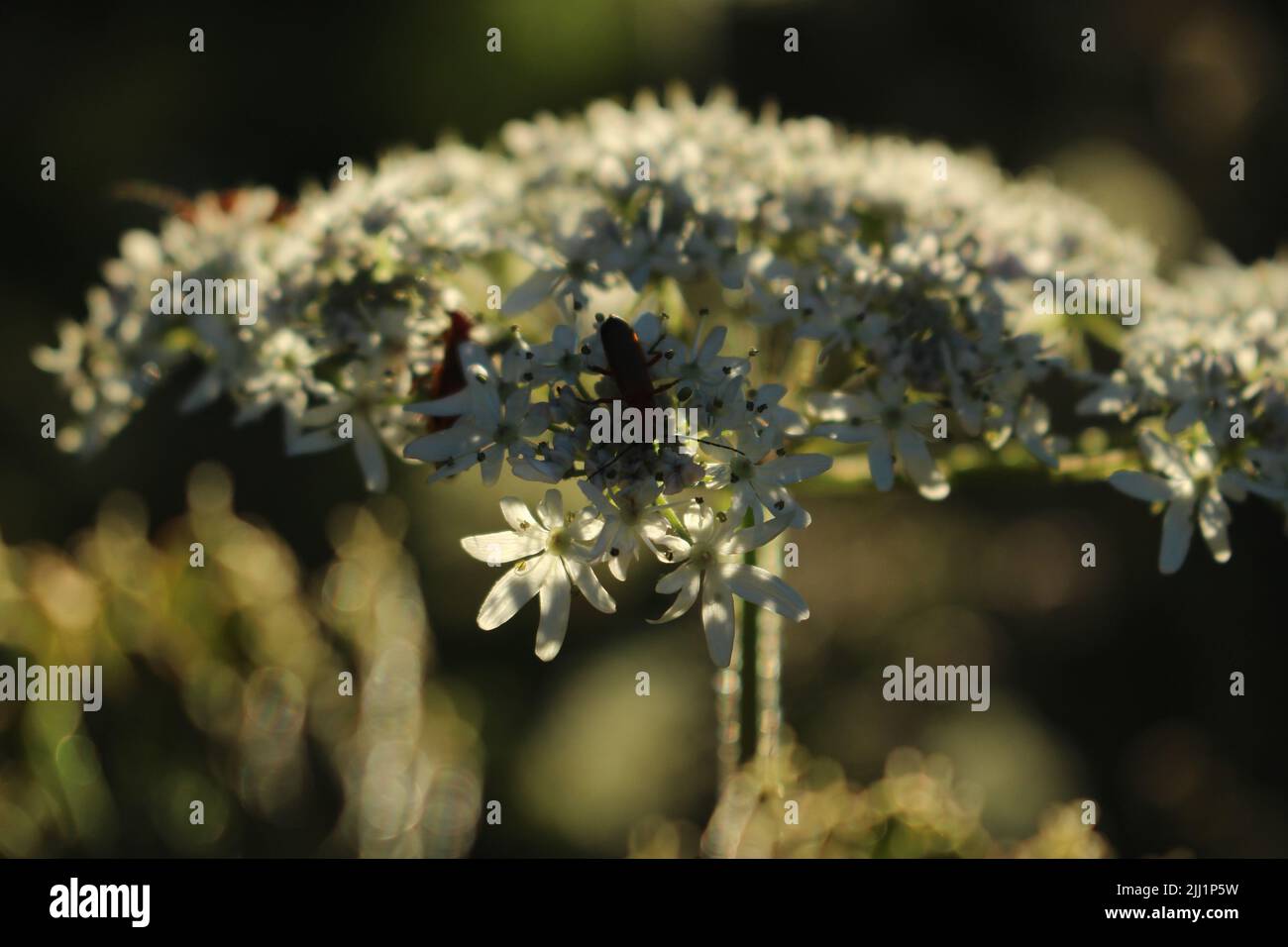 Gewöhnliche rote Soldatenkäfer (Rhagonycha fulva) auf einer weißen, im Sommer bei Sonnenuntergang blühenden Schwalbenkäfer Stockfoto