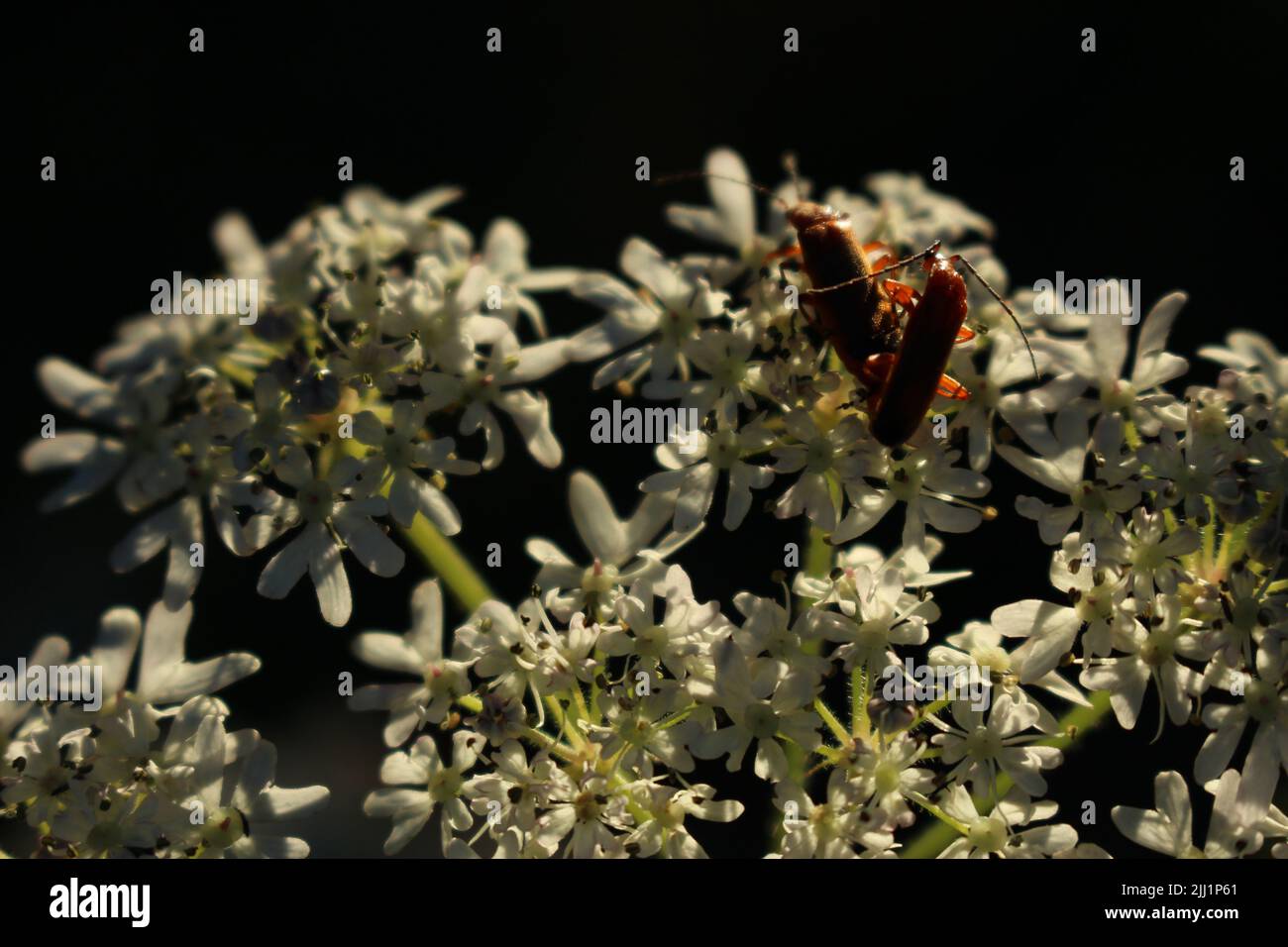 Gewöhnliche rote Soldatenkäfer (Rhagonycha fulva) auf einer weißen umbelliferen Blume bei Sonnenuntergang im Sommer Stockfoto