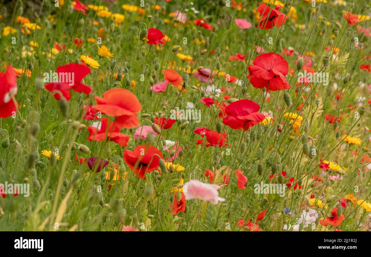 Mohn gefüllte Sommerwiese. Stockfoto