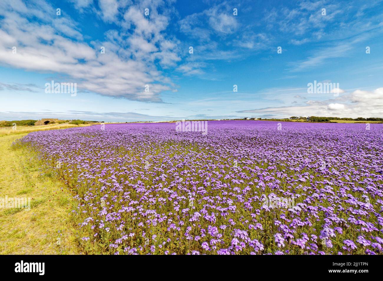 FELD VON BLAUEN LACY PHACELIA ODER LILA TANSY PFLANZEN UND BLUMEN PHACELIA TANACETIFOLIA SOMMERTAG IN NORDSCHOTTLAND Stockfoto