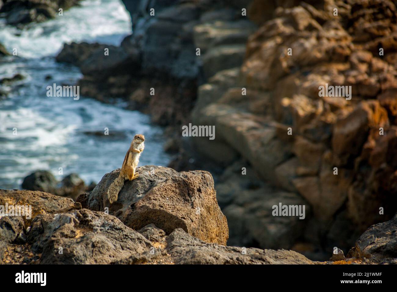 Selektive Aufnahme von Präriehunden an einer großen felsigen Küste mit Blick auf den blauen Ozean der Insel Teneriffa, Spanien Stockfoto