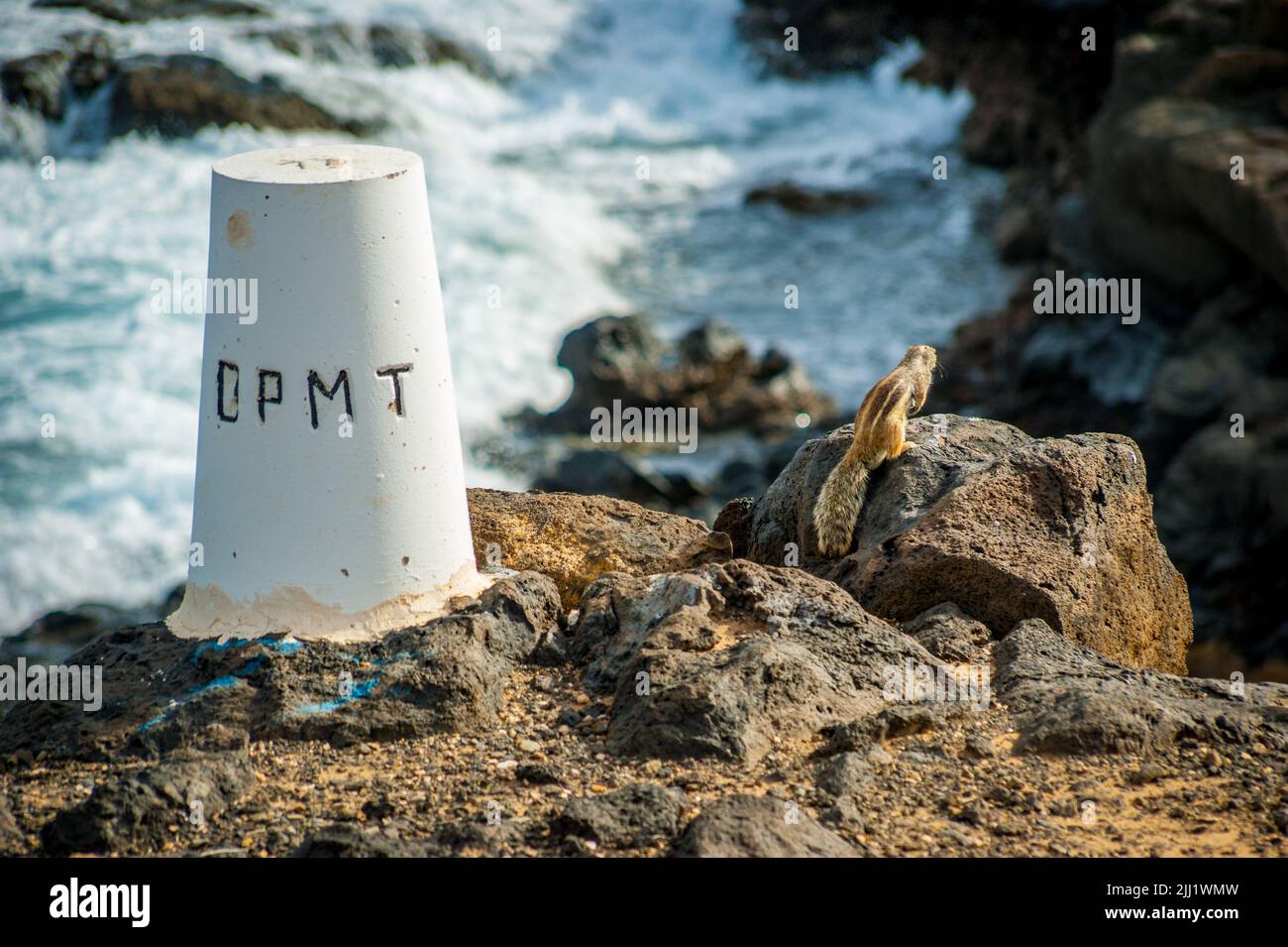 Selektive Aufnahme von Präriehunden an einer großen felsigen Küste mit Blick auf den blauen Ozean der Insel Teneriffa, Spanien Stockfoto