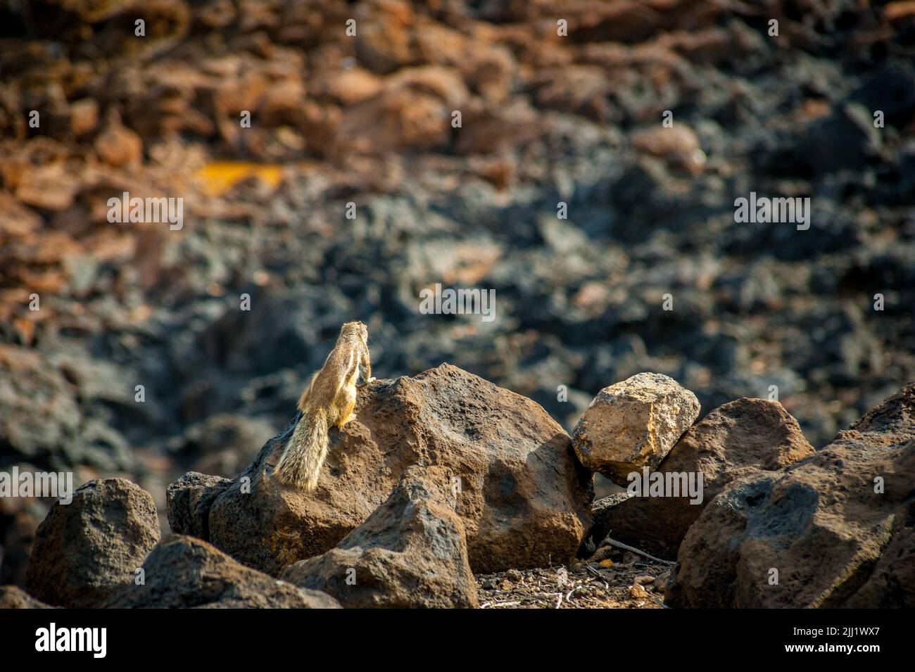 Eine selektive Aufnahme von Präriehunden an der felsigen Küste von Teneriffa, Spanien mit verschwommenem Hintergrund Stockfoto