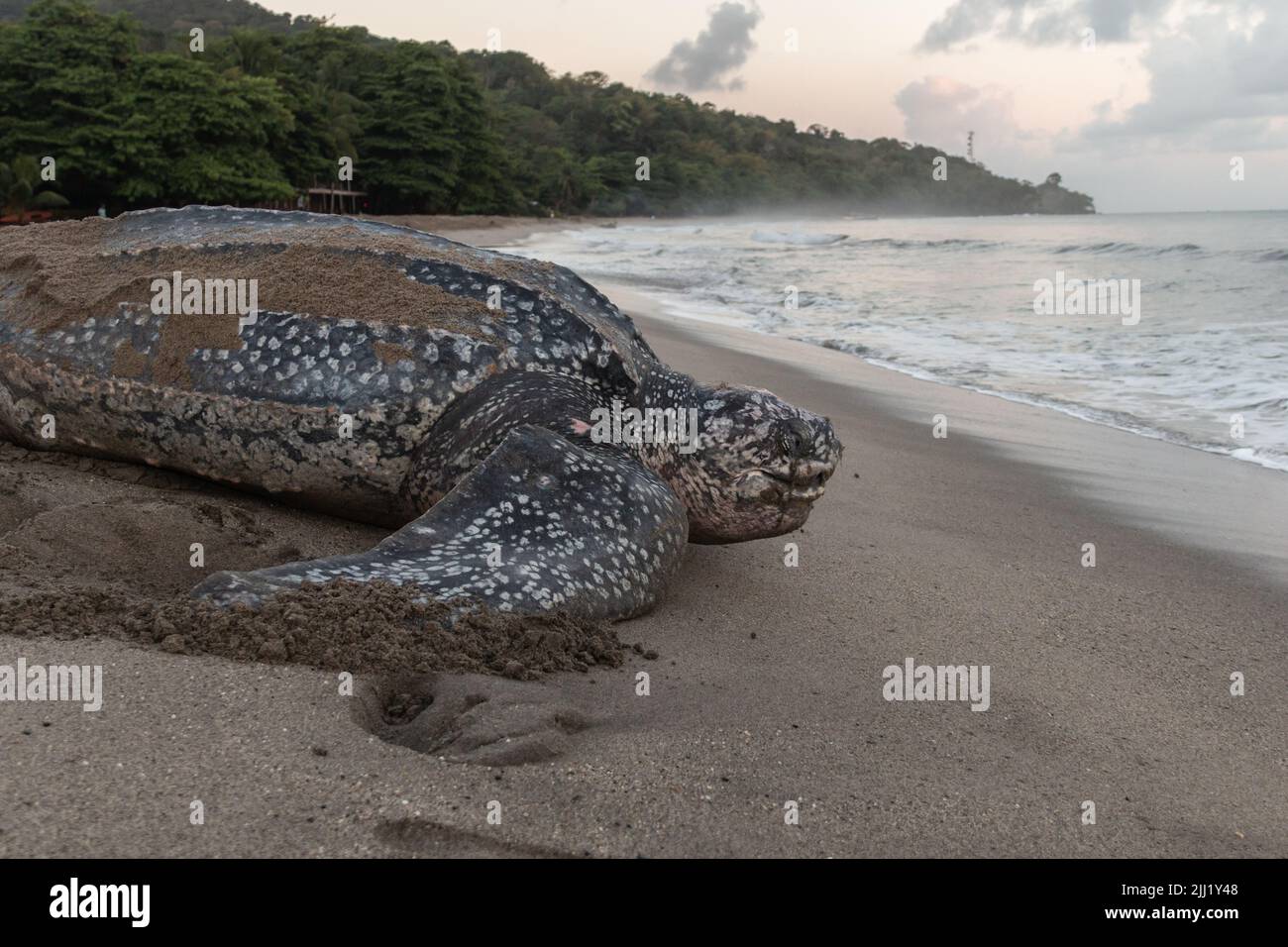 Nahaufnahme einer Lederschildkröte, die ihre Eier während der Brutzeit von Trinidad und Tobago legt. Aufnahme in Grande Riviere bei Sonnenaufgang. Stockfoto