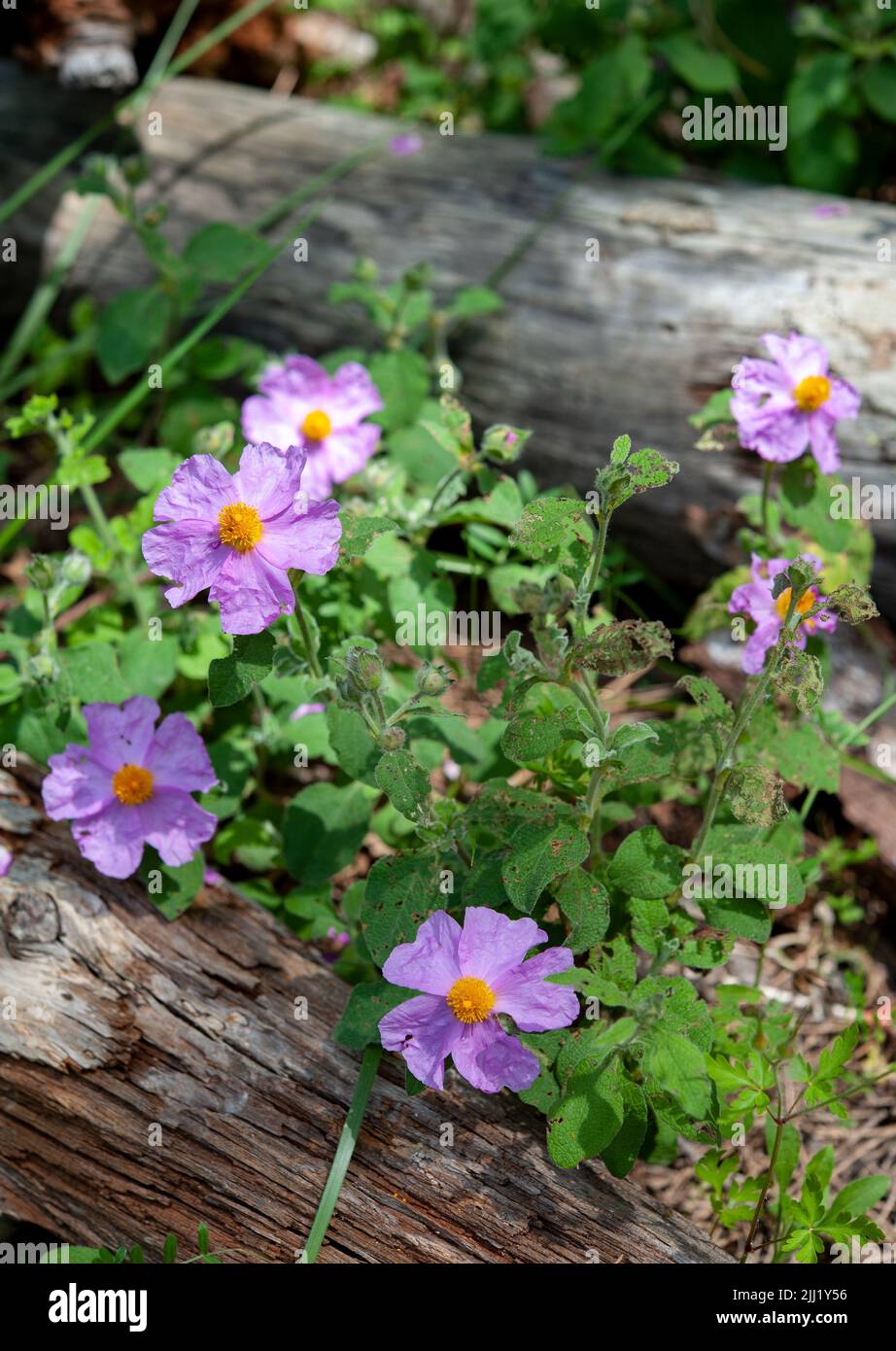 Rosa canina, allgemein bekannt als die Hunderose, ist eine wilde Pflanze mit süßen duftenden Blüten Stockfoto