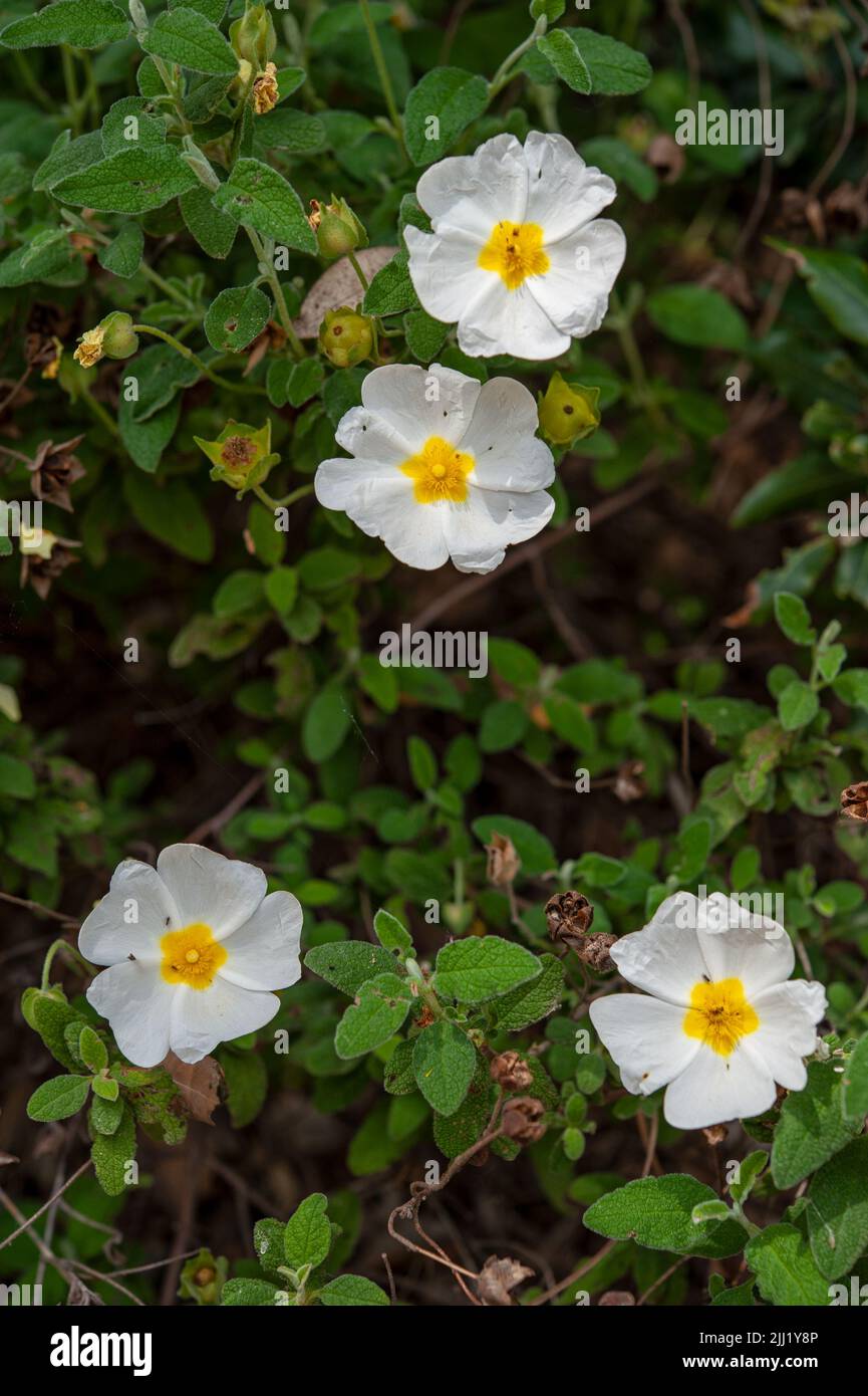 Rosa canina, allgemein bekannt als die Hunderose, ist eine wilde Pflanze mit süßen duftenden Blüten Stockfoto