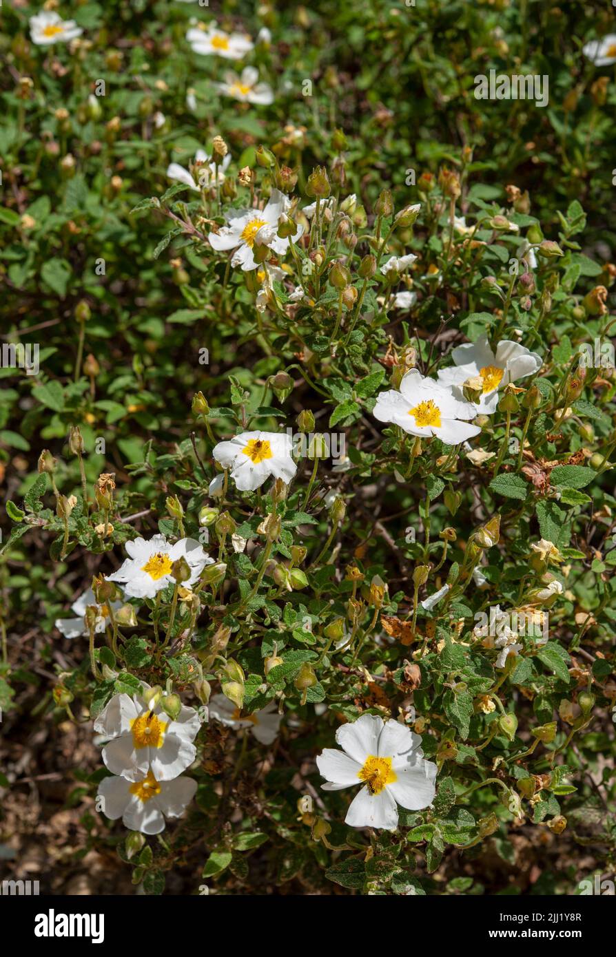 Rosa canina, allgemein bekannt als die Hunderose, ist eine wilde Pflanze mit süßen duftenden Blüten Stockfoto