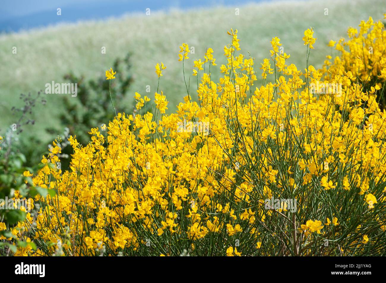 Toskanische Landschaft mit Ginster. Leuchtend gelbe Blüten. Stockfoto