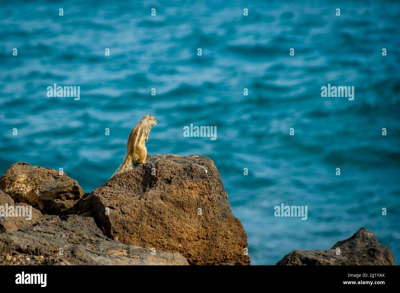 Selektive Aufnahme von Präriehunden an einer großen felsigen Küste mit Blick auf den blauen Ozean der Insel Teneriffa, Spanien Stockfoto