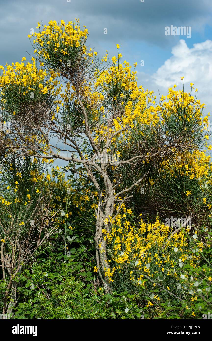 Toskanische Landschaft mit Ginster. Leuchtend gelbe Blüten. Stockfoto