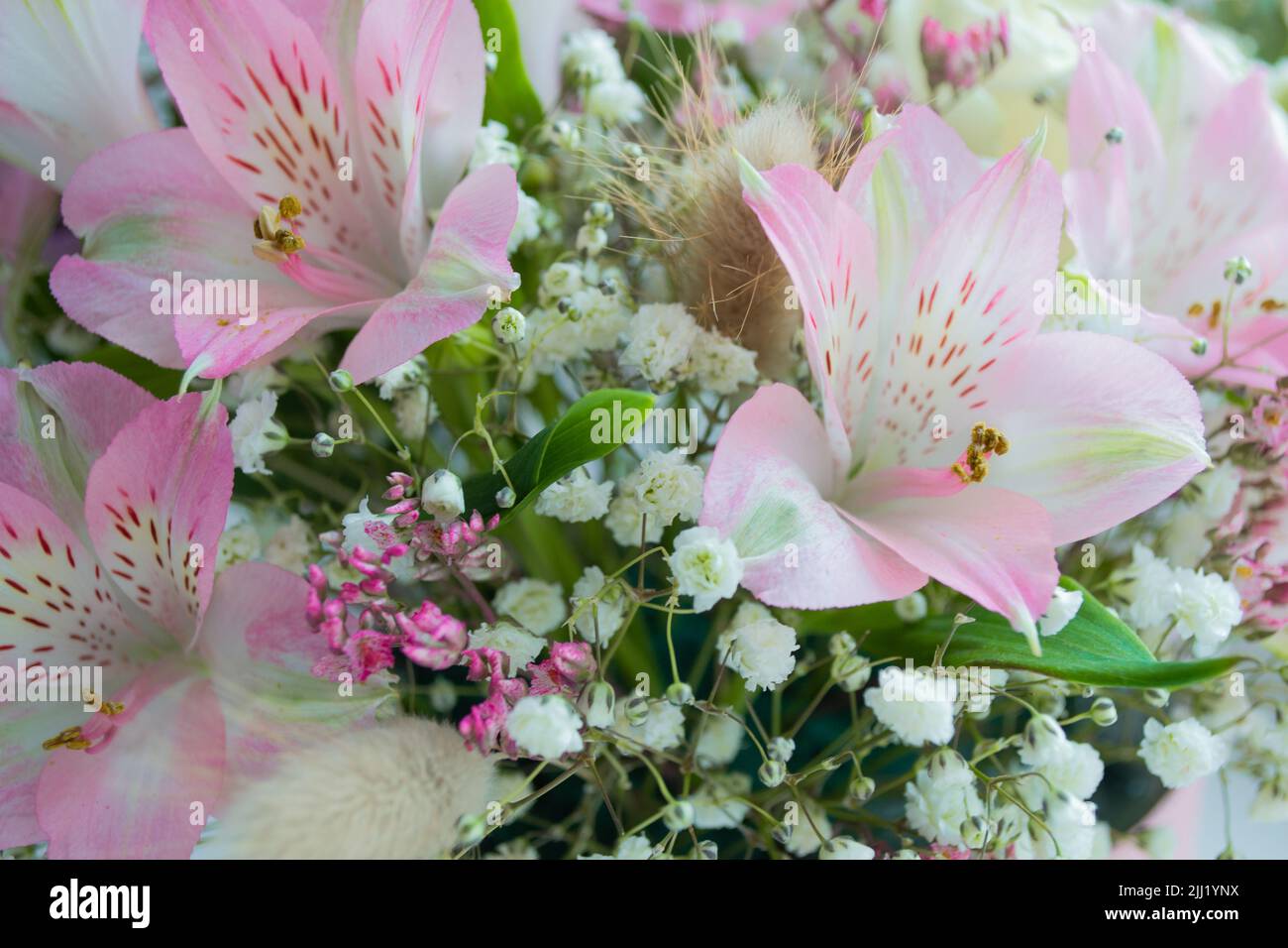 Nahaufnahme von zarten Blüten von rosa Lilien, weißer Gypsophila. Florale festliche Hintergrund. Speicherplatz kopieren. Stockfoto