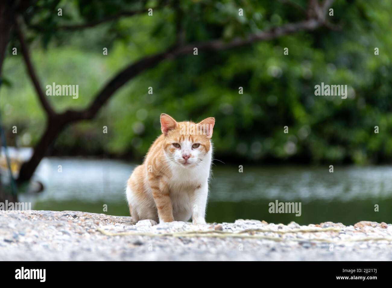 Ein junges, gestrobtes Kätzchen starrt aus den Ufern eines Sumpfes in der karibischen Landschaft. Verlorene Kätzchen, streunende Katze, Jagd, SPCA, Rettung, Hungrig. Stockfoto