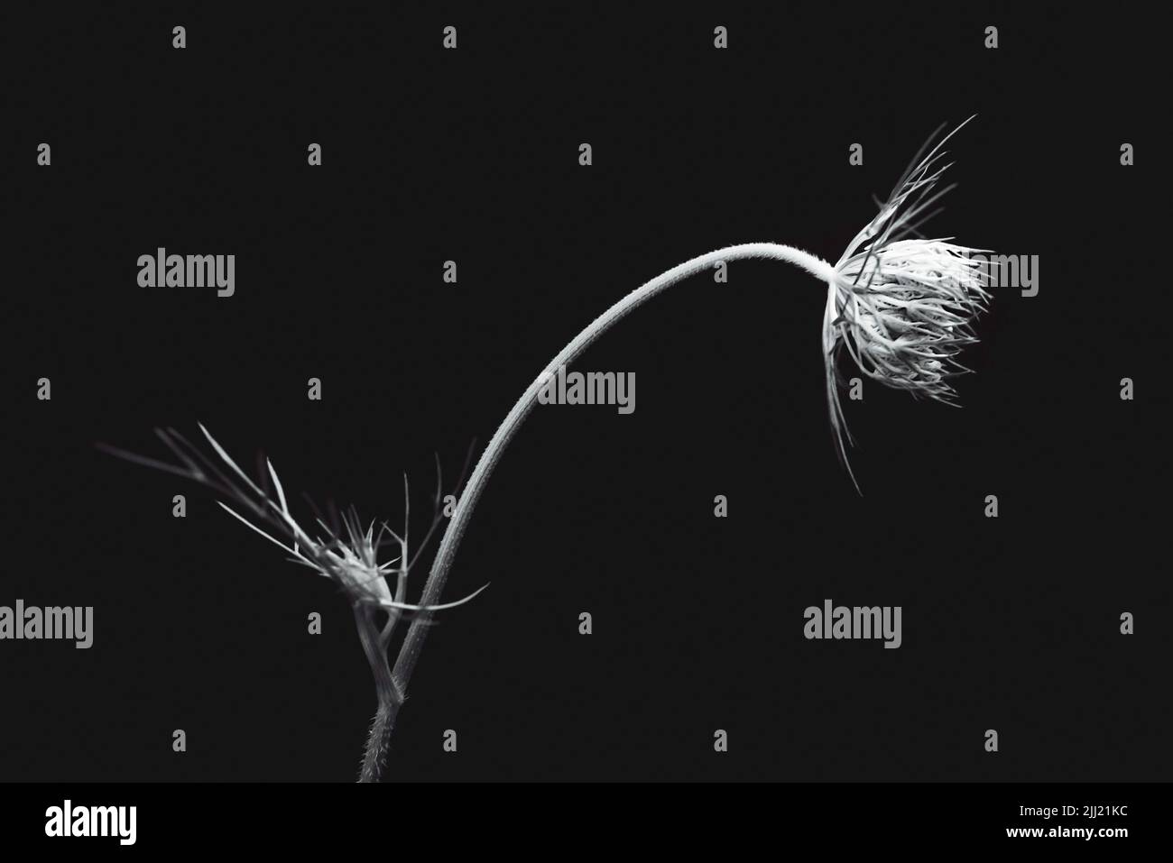 Exotische Symmetrie Schuss von gebogenen Blume in schwarz und weiß Stockfoto