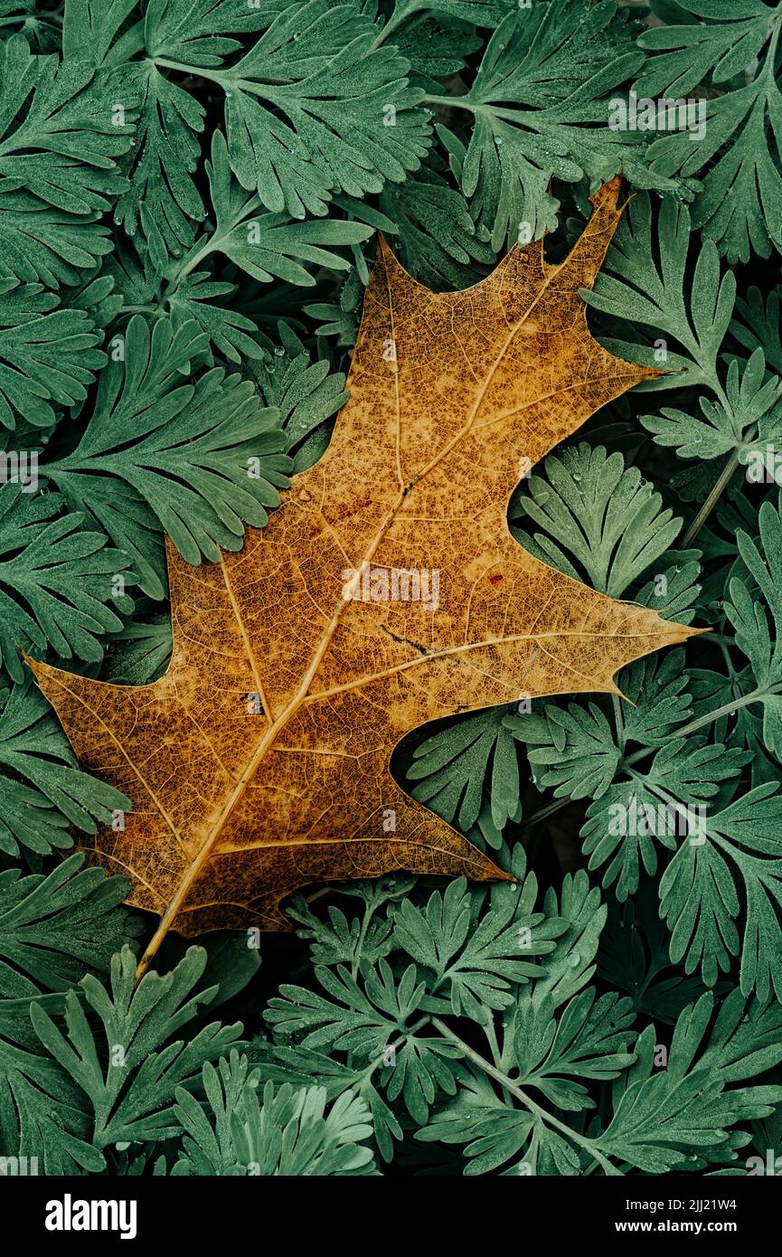 Eichenblatt in Dutchman's Breeches, Clinton River Park, Sterling Heights, MI Stockfoto