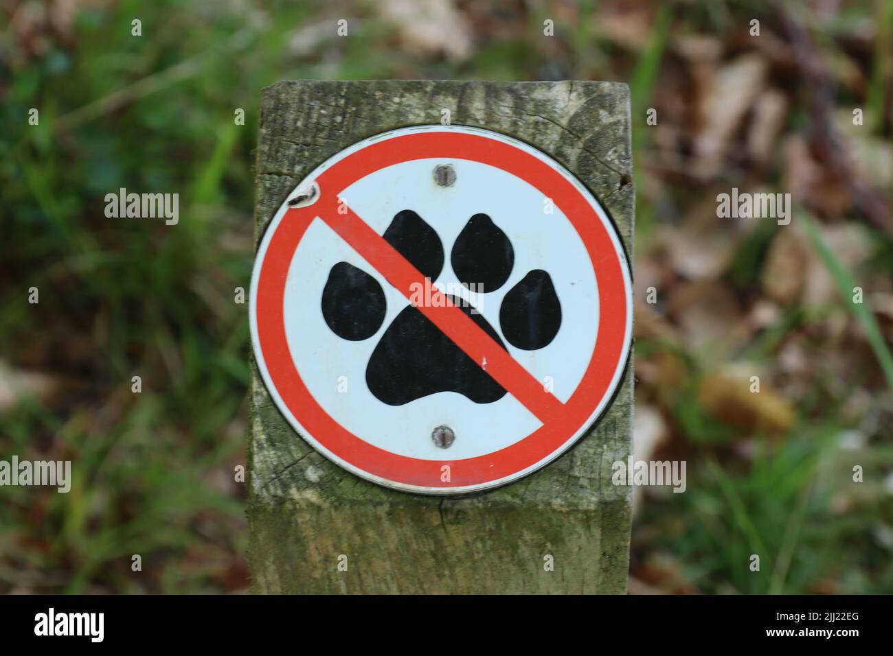 Grafisches Zeichen mit einer roten Linie durch eine Pfote, was bedeutet, dass Hunde nicht über diesen Punkt erlaubt sind Stockfoto