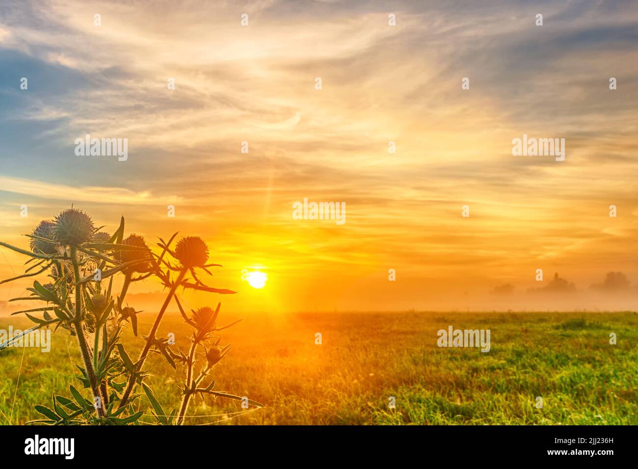 Großer grüner Distelbusch bei Sonnenaufgang auf einem Feld gegen den Himmel, Nahaufnahme Stockfoto