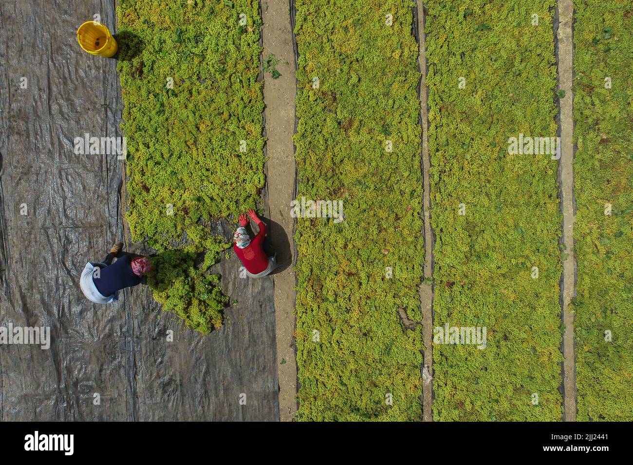 Trocknen von süßen Weintrauben unter heißer Sonne, Rosinenindustrie Stockfoto