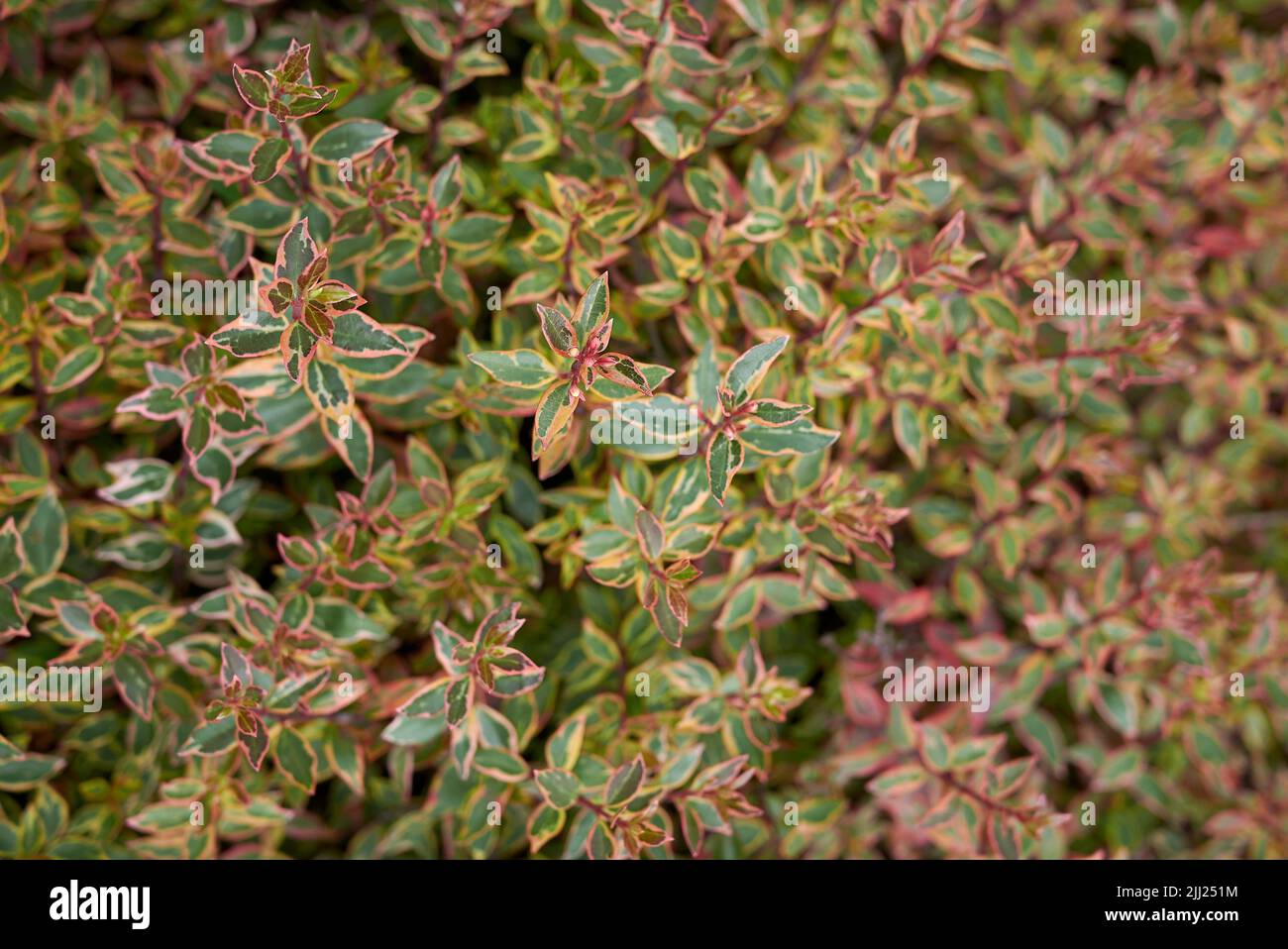 Abelia grandiflora keleidoscope Stockfoto