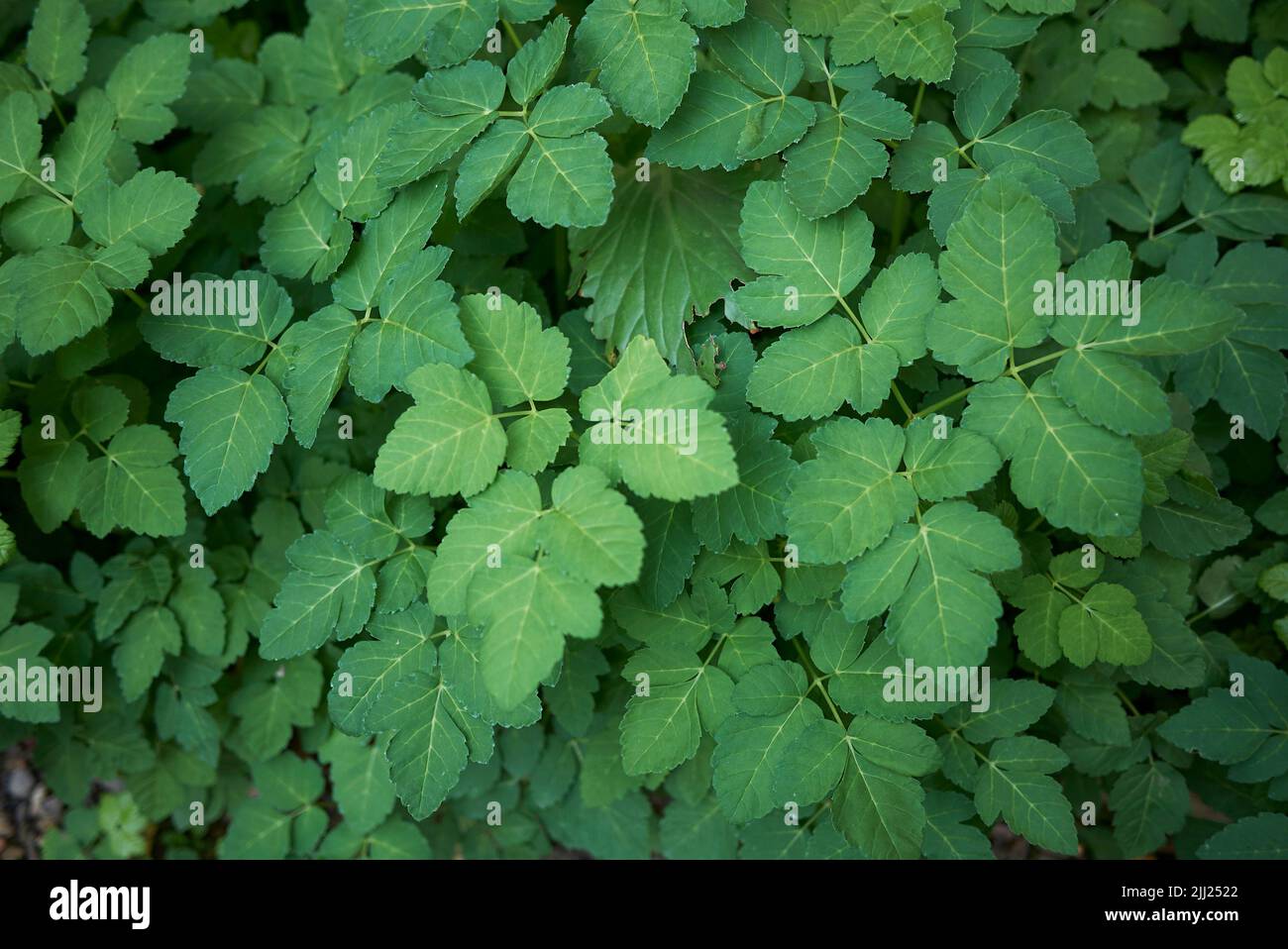 Aegopodium podagraria strukturierte Blätter Stockfoto