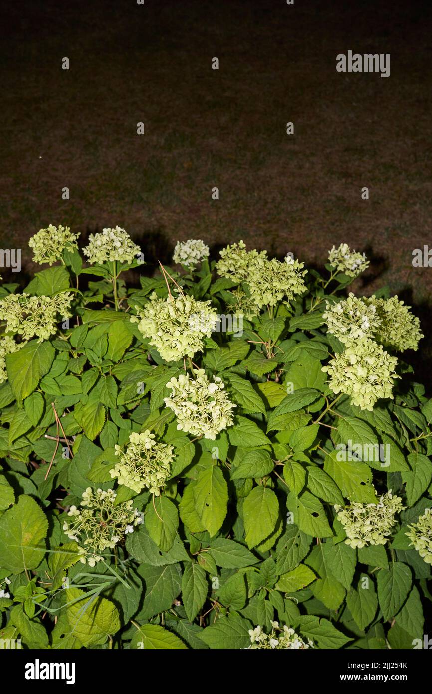 Hortensia arborescens Strauch in voller Blüte Stockfoto