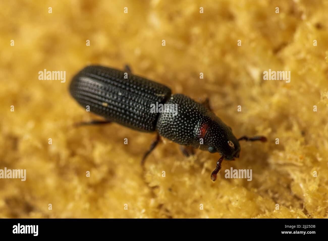 Makroaufnahme des schwarzen Kiefernrindenkäfer- Hylastes ater ist eine Käferart in der Familie Curculionidae, Schädling von Nadelbäumen, verschwommener gelber Hintergrund Stockfoto
