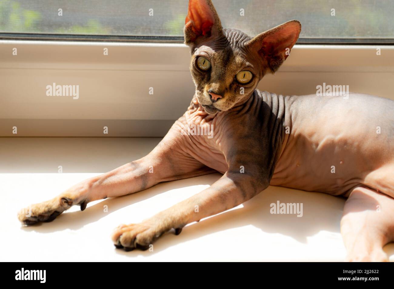 Haarlose braune Sphinx-Katze auf der Fensterbank. Stockfoto
