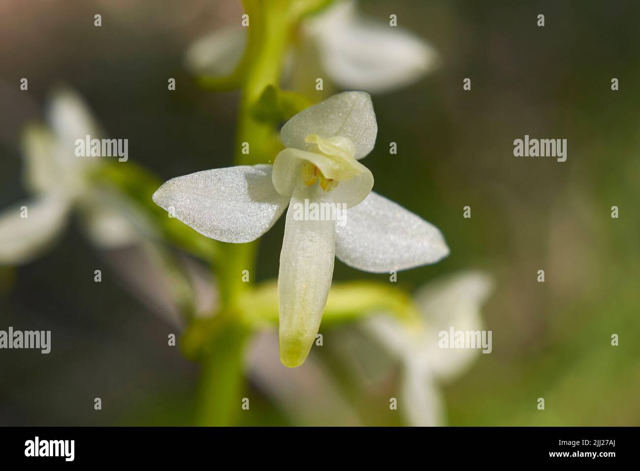 Platanthera bifolia Blume aus nächster Nähe Stockfoto