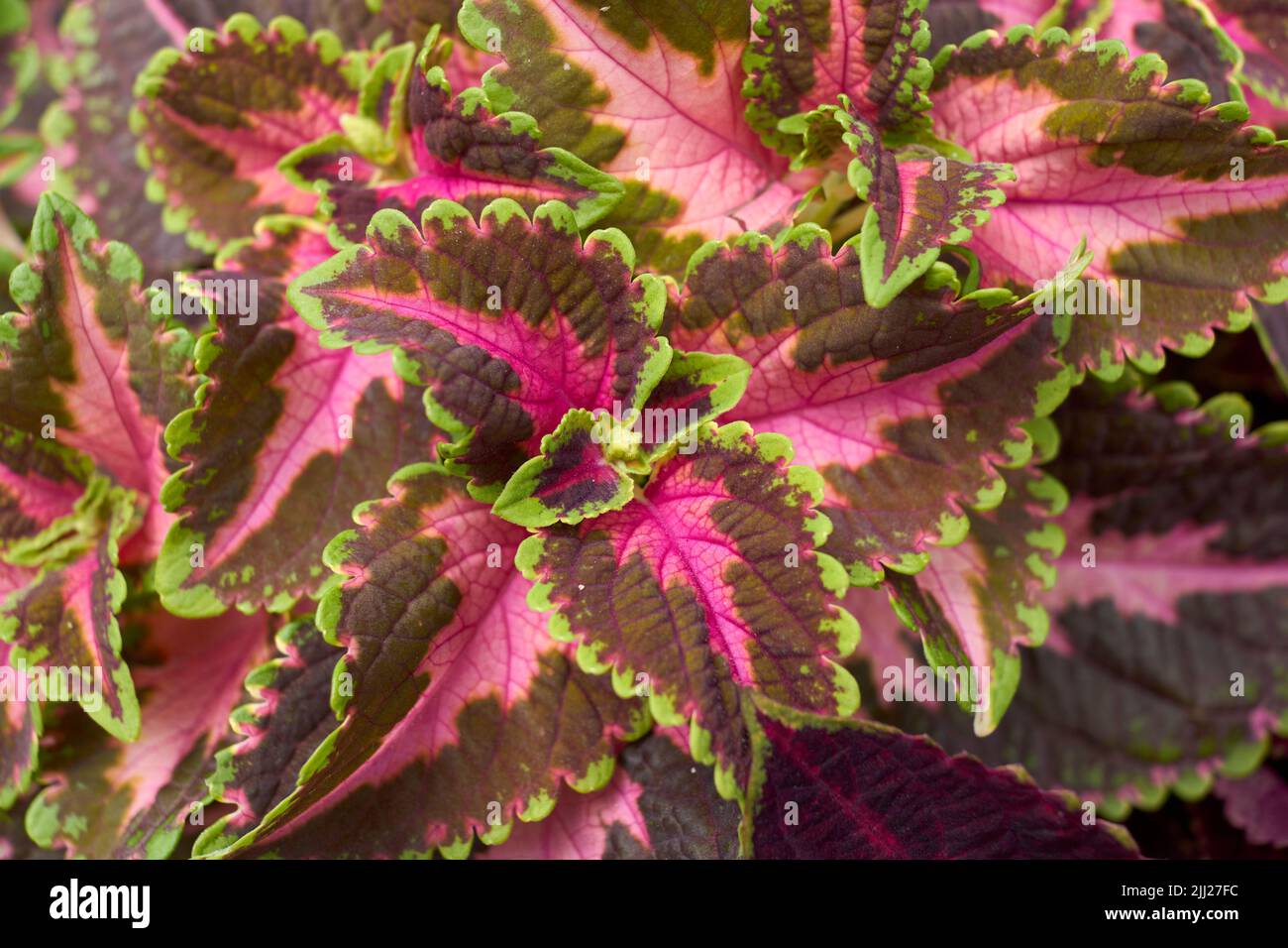 Plectanthrus scutellarioides farbenfrohe Blätter Stockfoto
