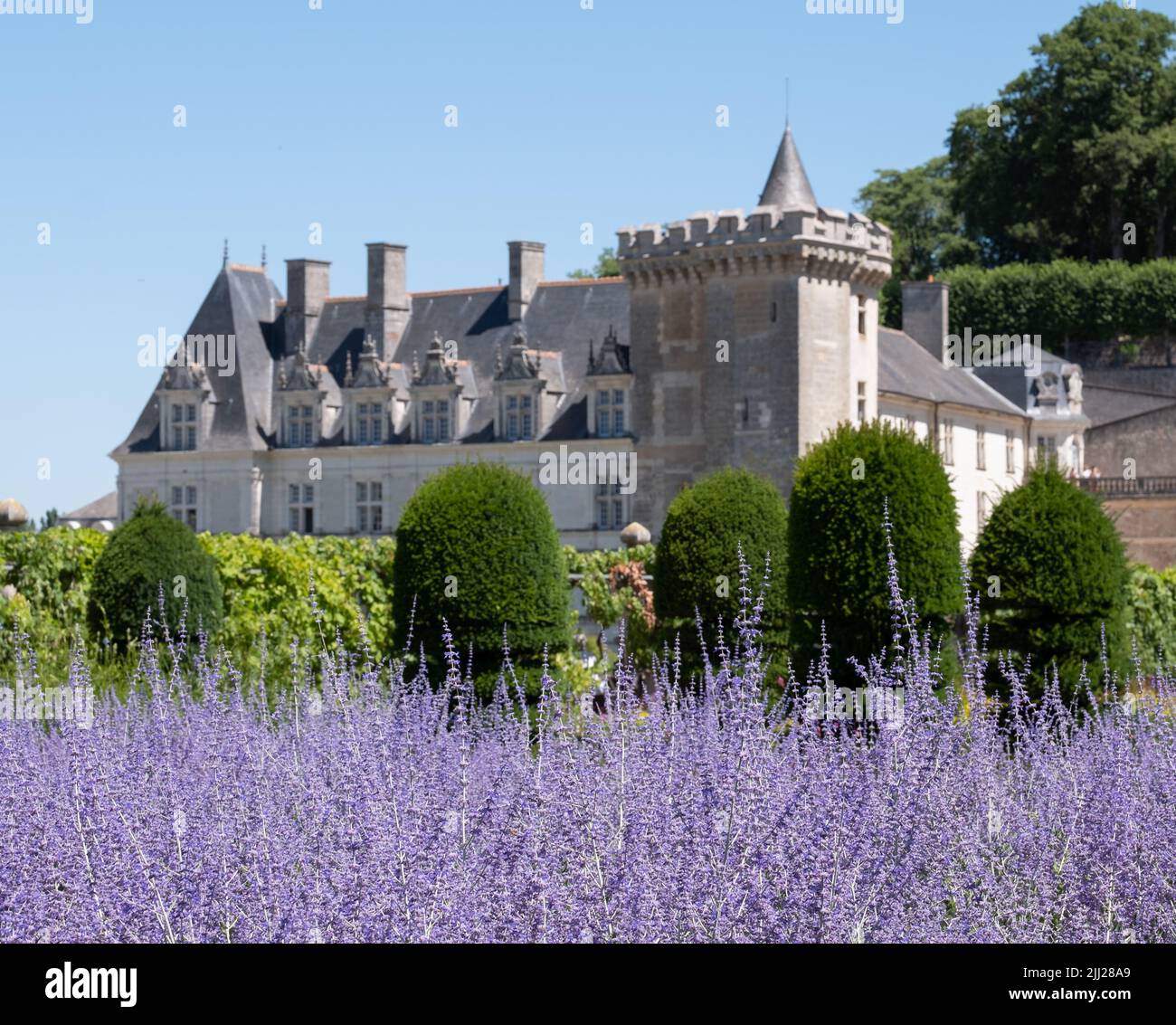 Chateau de Villandry im Loire-Tal. Foto aus dem Ziergarten mit lila russischen Salbei Perovskia Blumen im Vordergrund. Stockfoto