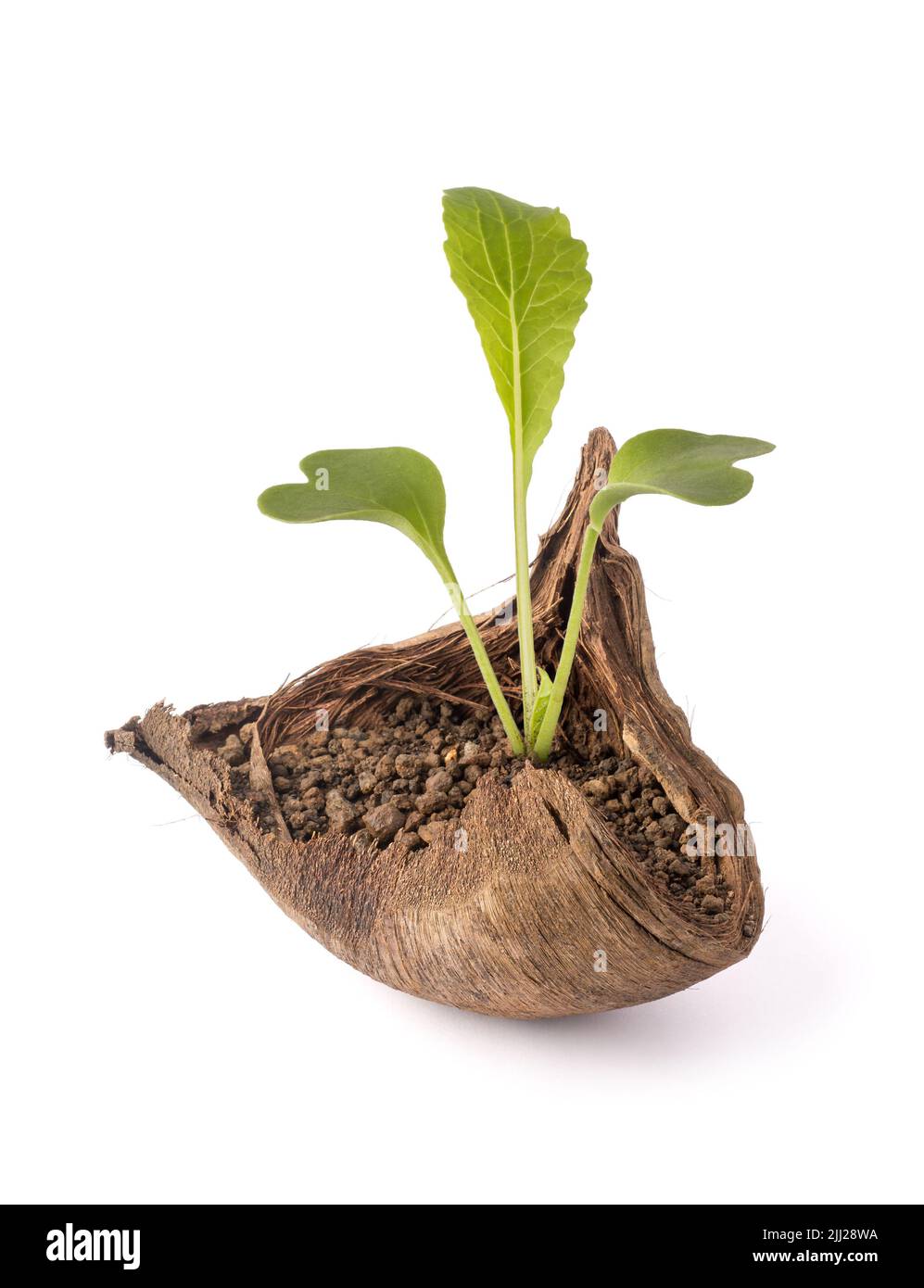 Junge Pflanze, die in getrockneter Kokosnussschale angebaut wird, Gemüse anbaut oder in biologisch abbaubaren Töpfen gärt, isoliert auf weißem Hintergrund Stockfoto Junge Pflanze, die in getrockneter Kokosnussschale angebaut wird, Gemüse anbaut oder in biologisch abbaubaren Töpfen gärt, isoliert auf weißem Hintergrund Stockfoto