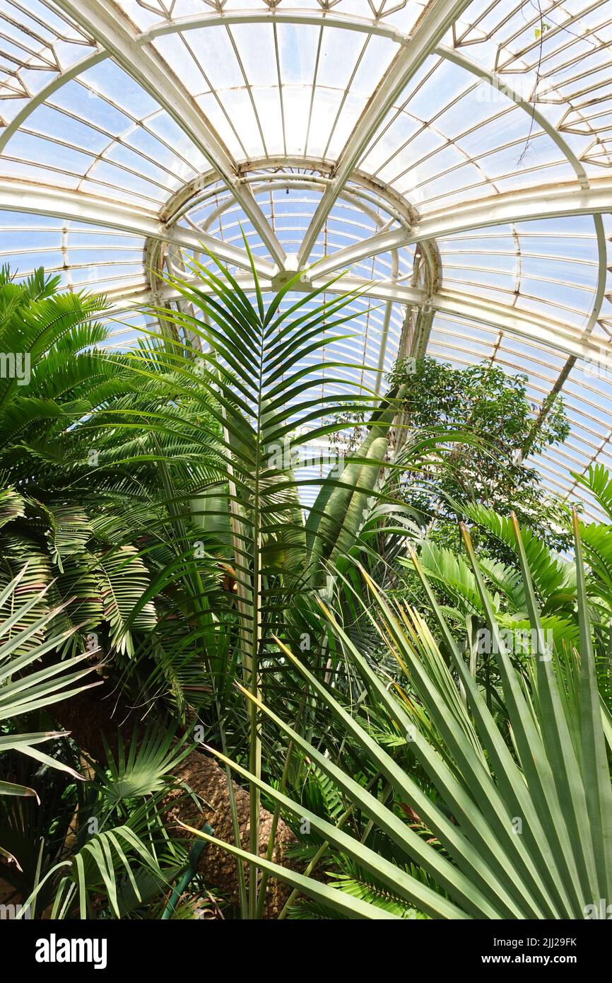Eine vertikale Aufnahme von wunderschönen Palmen in den Kew Gardens, Großbritannien Stockfoto
