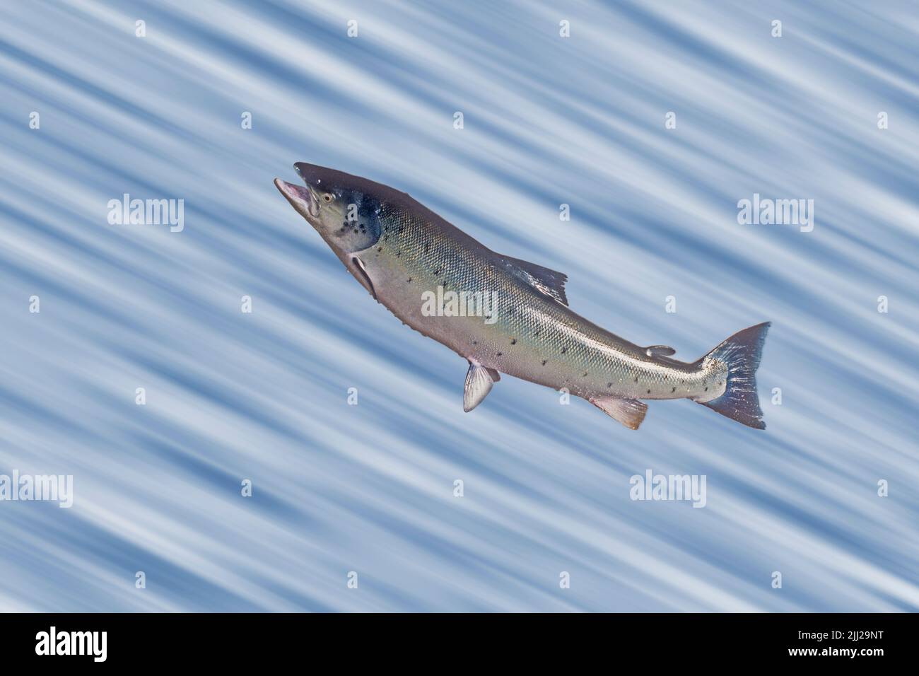 Springende Lachs auf unscharfem Hintergrund Stockfoto