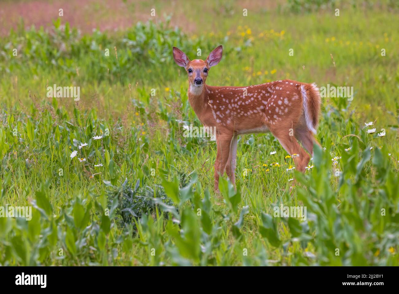 White-tailed fawn in Nordwisconsin. Stockfoto