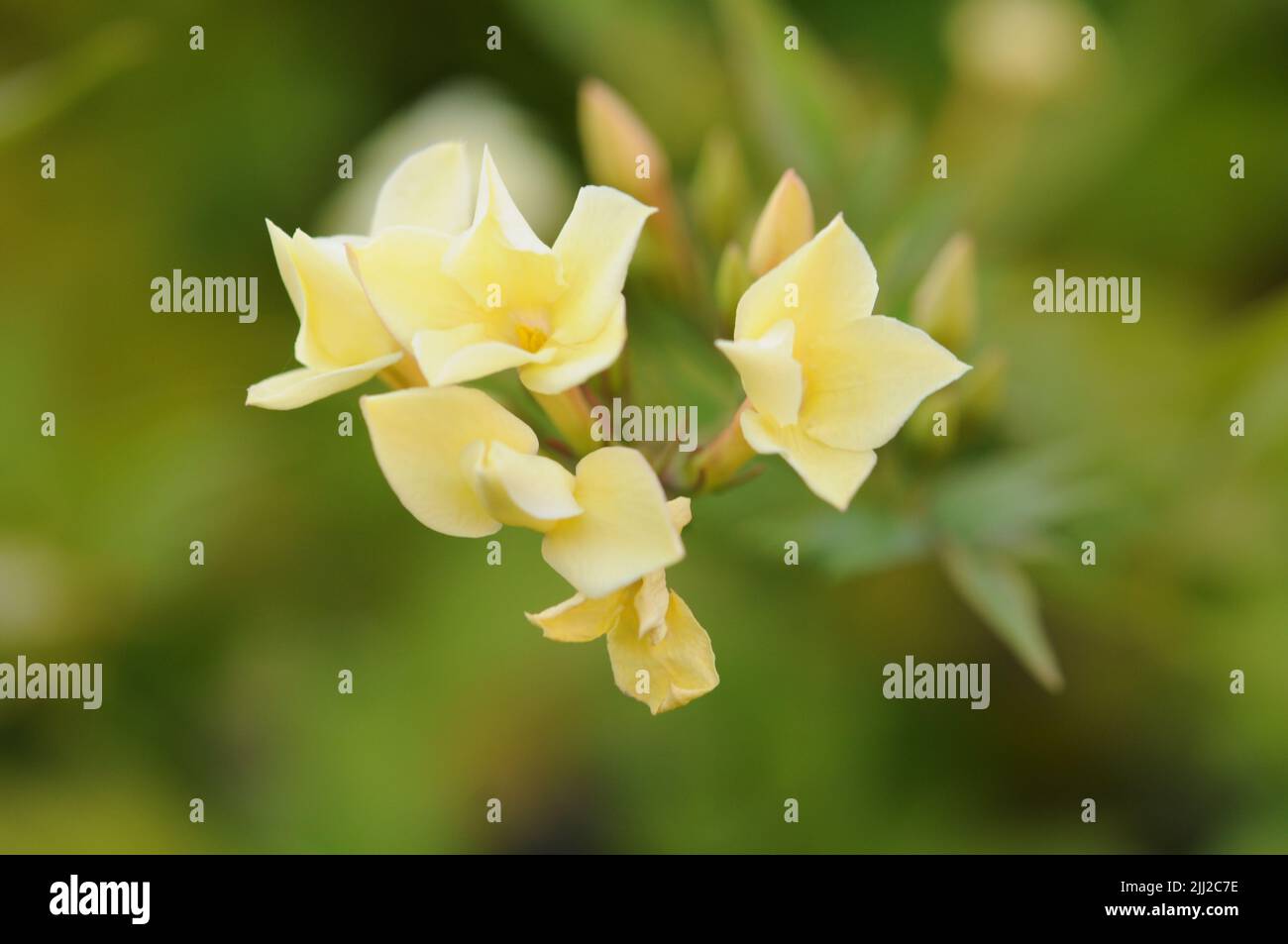 Jasminium Officinale Clotted Cream Stockfoto