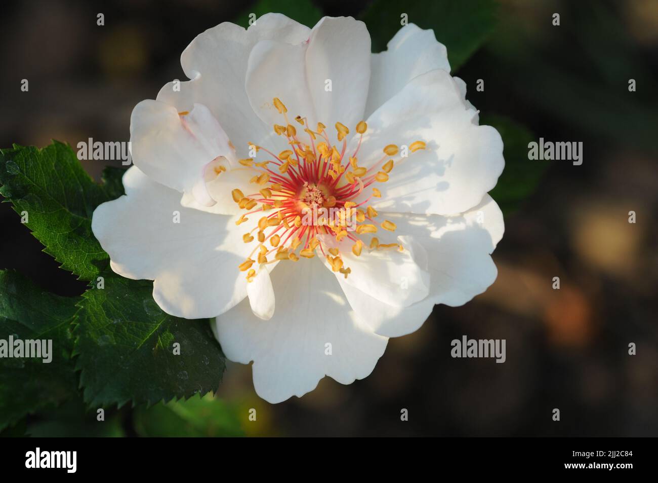 Rosa Jacqueline Du Pre White Rose Makro Stockfoto