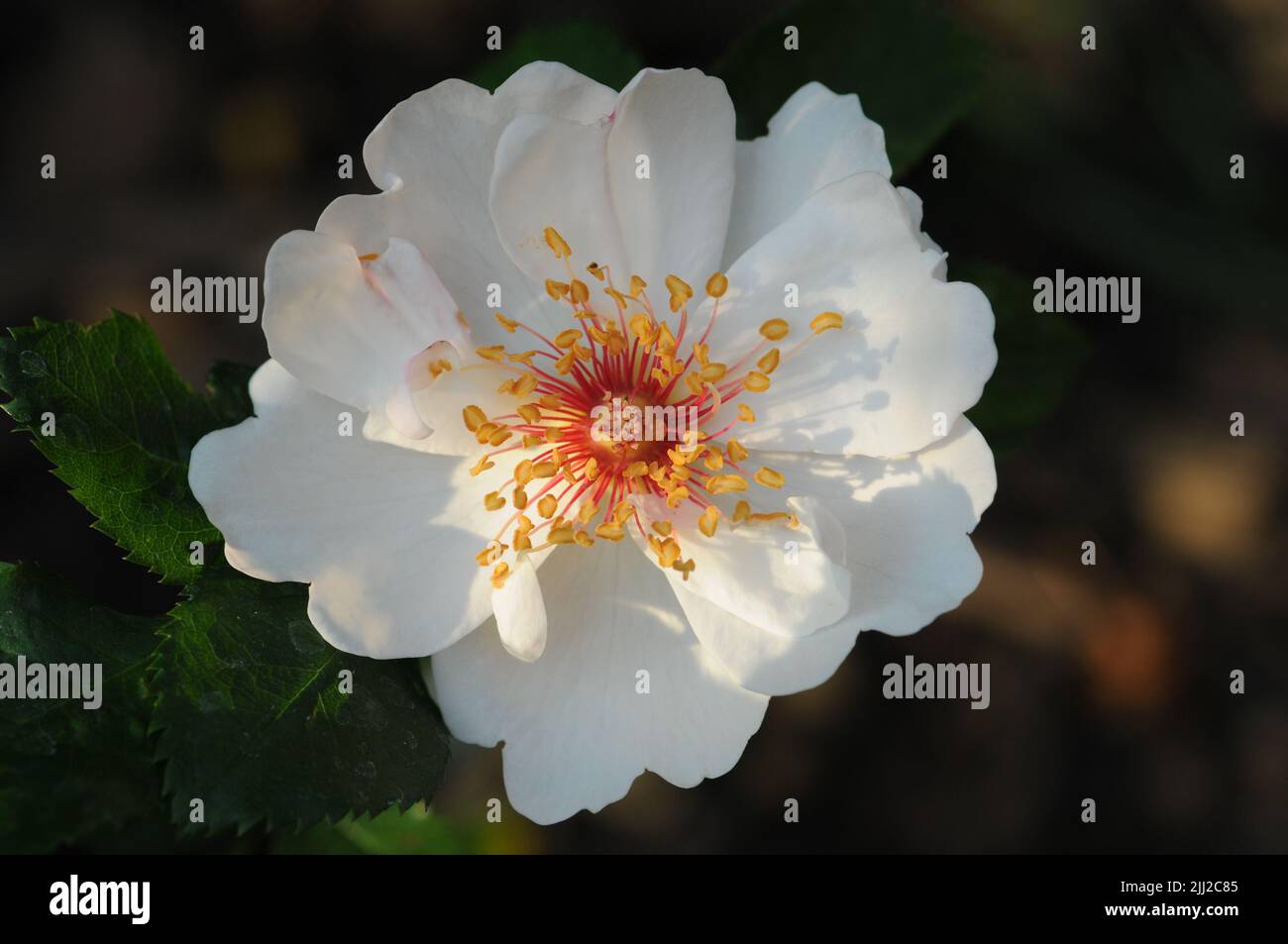 Rosa Jacqueline Du Pre White Rose Makro Stockfoto