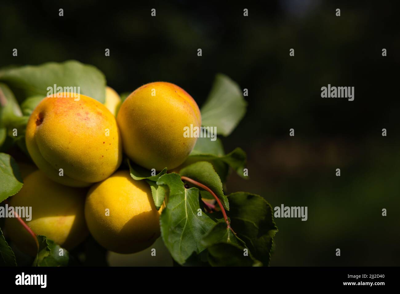 Aprikosen auf dem Baum. Gesunde rohe Früchte auf dem Ast im Fokus. Bio-Obst-Produktionskonzept. Aprikosenproduktion in Malatya Türkei. Stockfoto