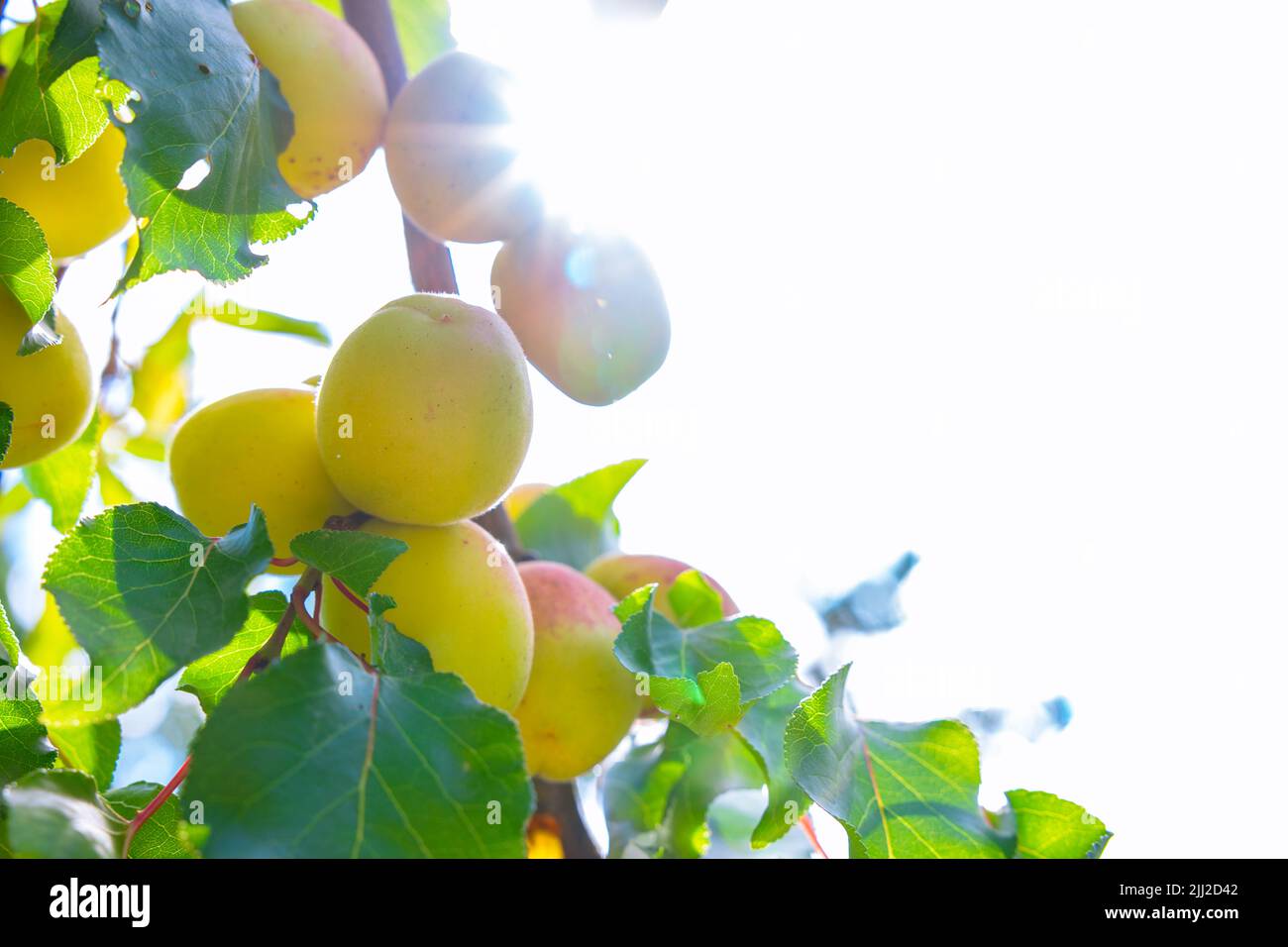 Aprikosen und Sonnenstrahlen. Gesunde Obstproduktion Hintergrundbild. Vegane oder vegetarische Bio-Rohkost-Produktion. Aprikosen von Malatya. Stockfoto