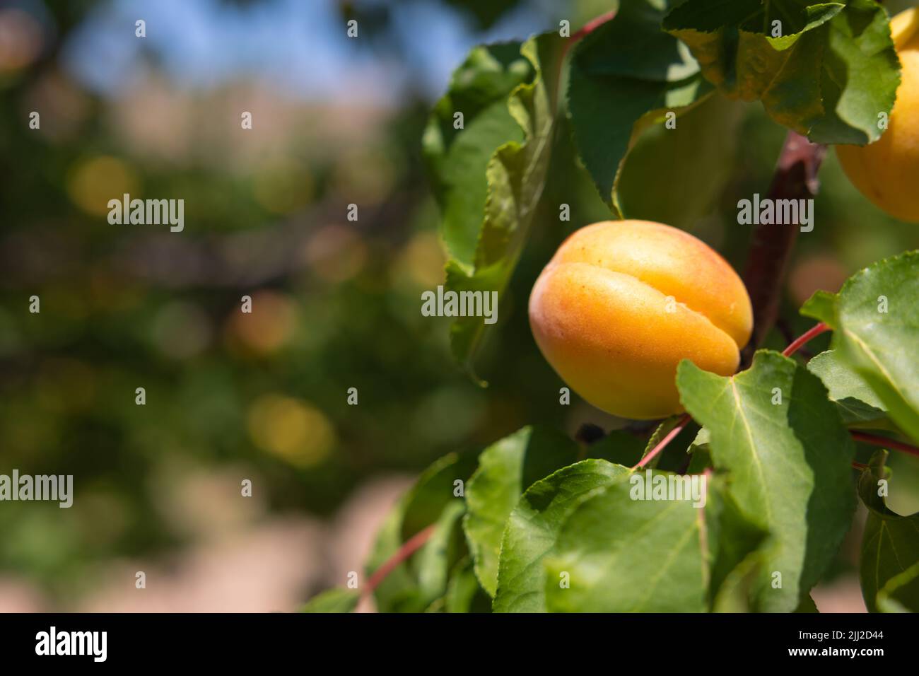 Aprikose auf dem Ast. Gesunde vegane oder vegetarische Bio-Lebensmittelproduktion. Aprikosenplantagen in Malatya Türkei. Stockfoto