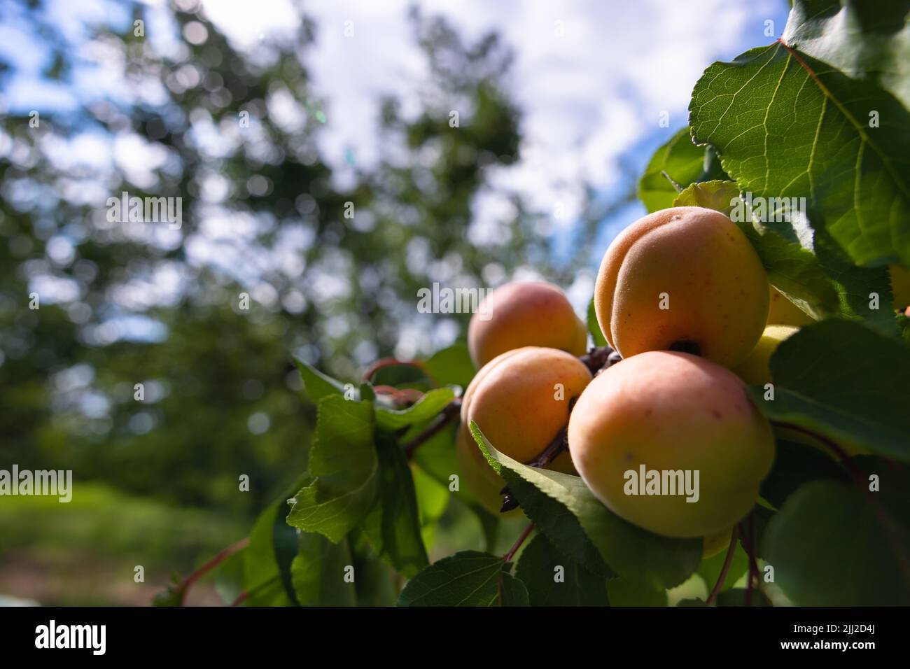 Aprikosen auf dem Baum. Obstgarten oder Obstbau Hintergrundbild. Gesunde Rohobst- oder vegane Lebensmittelproduktion. Aprikosenproduktion in Malatya. Stockfoto