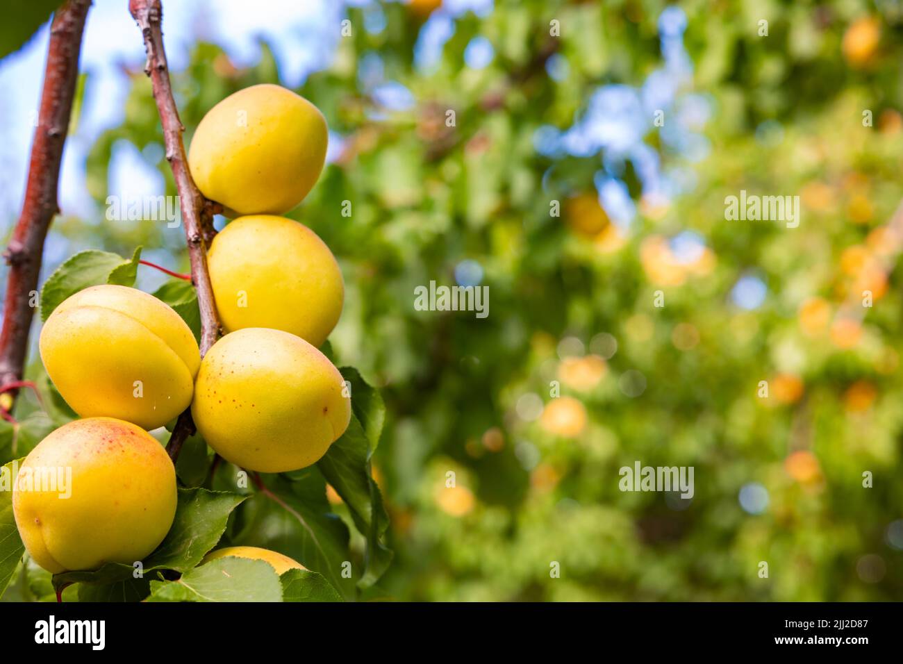 Bio-Aprikosen auf dem Baum. Rohe Früchte auf dem Ast im Fokus. Aprikosenproduktion in Malatya Türkei. Stockfoto