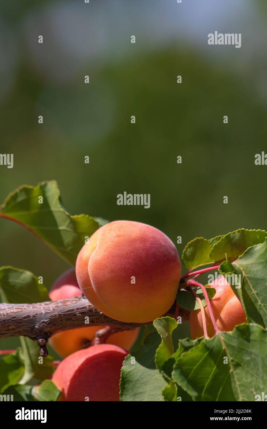 Saftige Aprikose auf dem Ast im Fokus. Gesunde Bio-Obst Produktion vertikalen Hintergrund Foto. Aprikosenproduktion in Malatya Türkei. Stockfoto