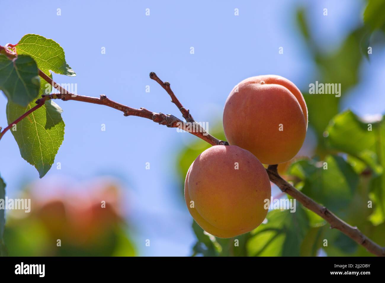 Zwei Aprikosen am Ast. Sommerfrüchte. Rohe gesunde Lebensmittelproduktion. Aprikosenproduktion in Malatya Türkei Stockfoto