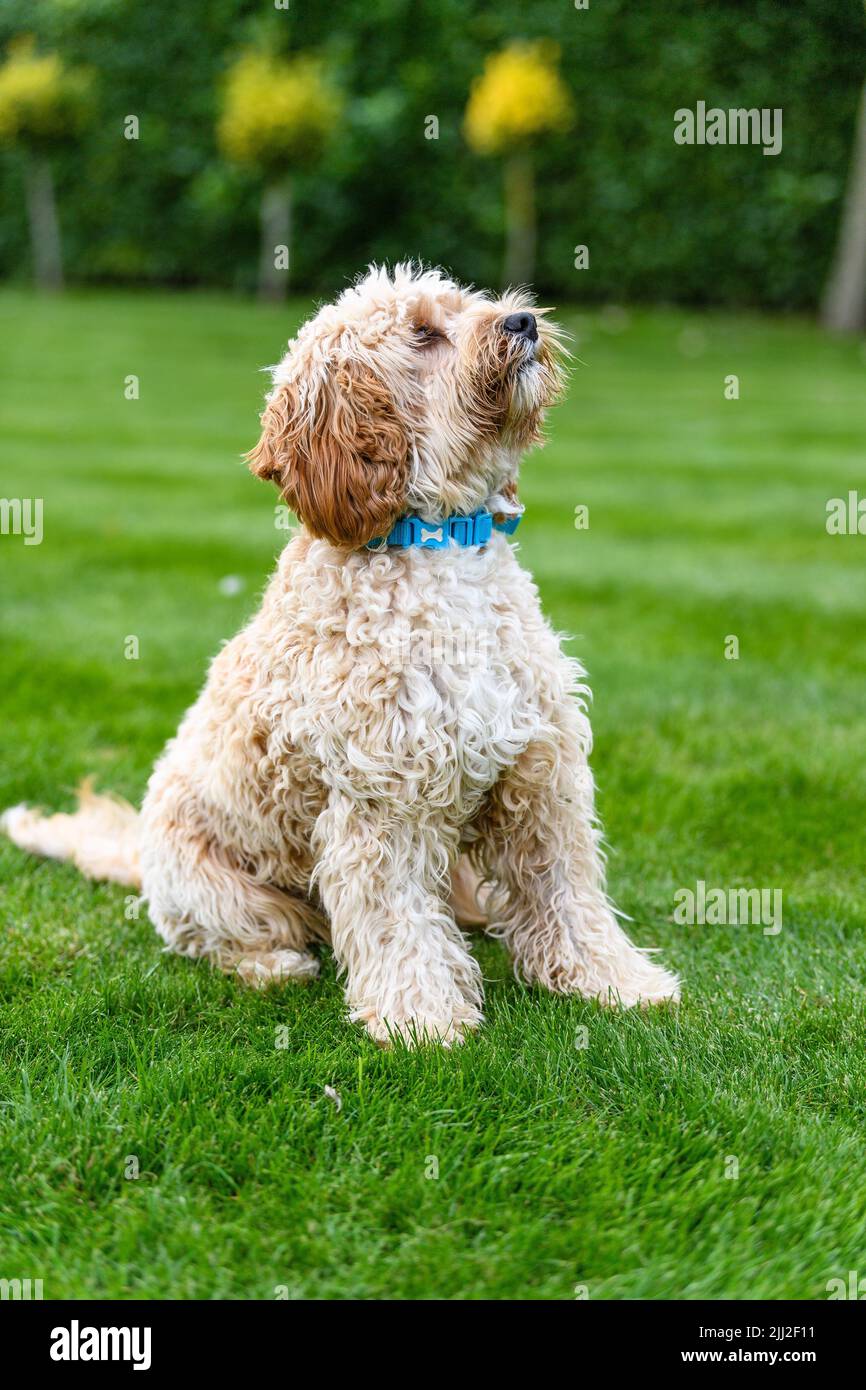 Eine vertikale Aufnahme eines niedlichen weißen Kakadu-Hundes, auch Spodle (Cocker Spaniel und Pudel Mix) genannt, auf dem Gras Stockfoto