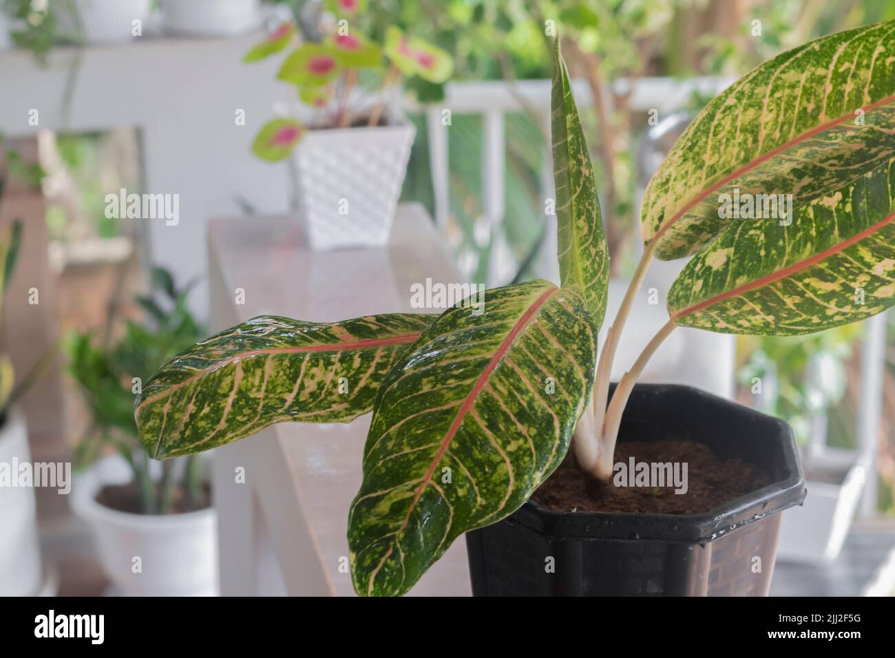 Aglaonema dona carmen zierpflanze Fotos und Bildmaterial in hoher