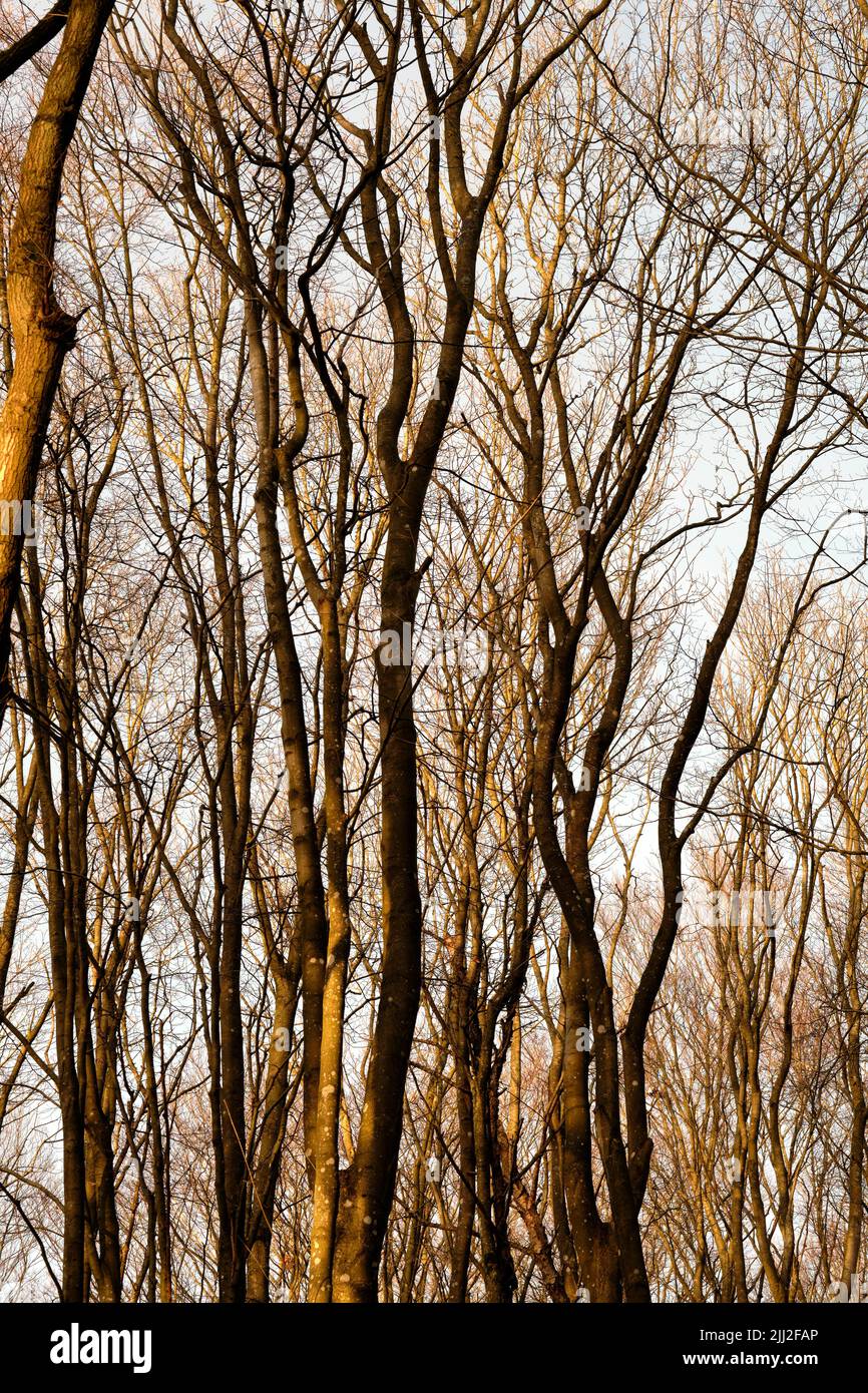 Herbstansicht des trockenen Buchenwaldes Hintergrund in dichten, abgelegenen oder ländlichen Wäldern in Norwegen. Textur Detail von Holz wächst für Holz in heiter Stockfoto